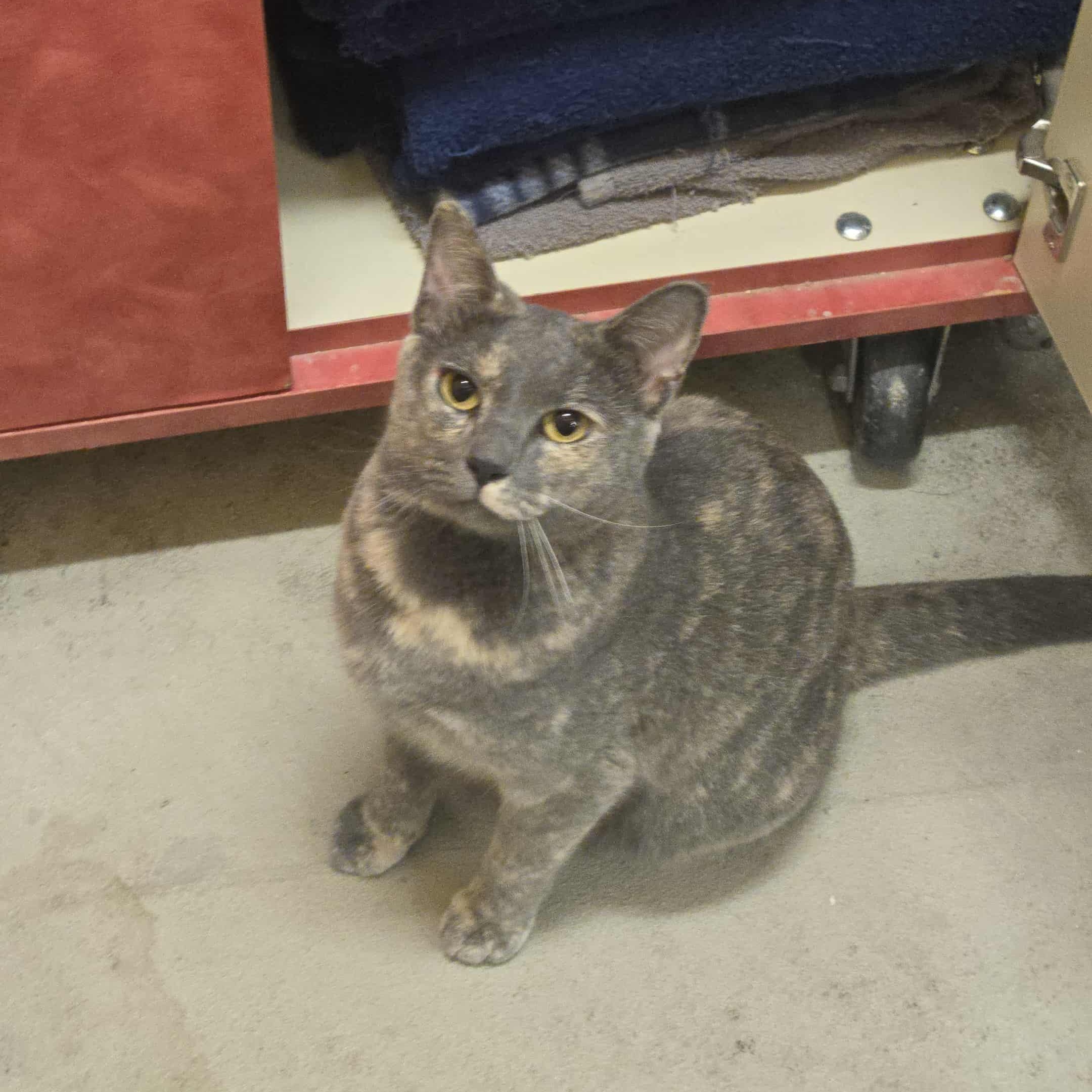 Juniper, a Adoptable Domestic Short Hair in Concord, CA image 1/3