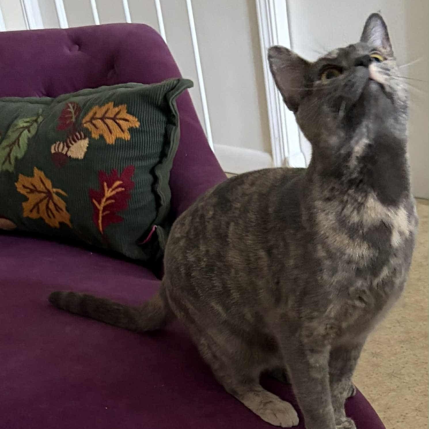 Juniper, Adoptable, Adult Female Domestic Short Hair.