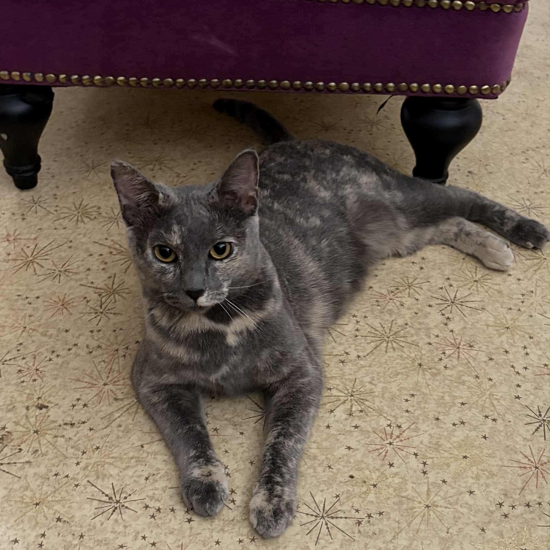 Juniper, a Adoptable Domestic Short Hair in Concord, CA image 3/3