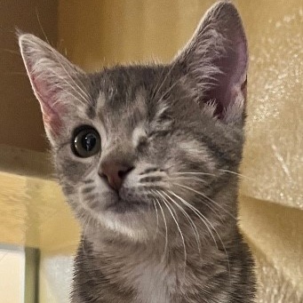 Enlarge Pirate, an adoptable American Shorthair in Morganton, NC image 1/1