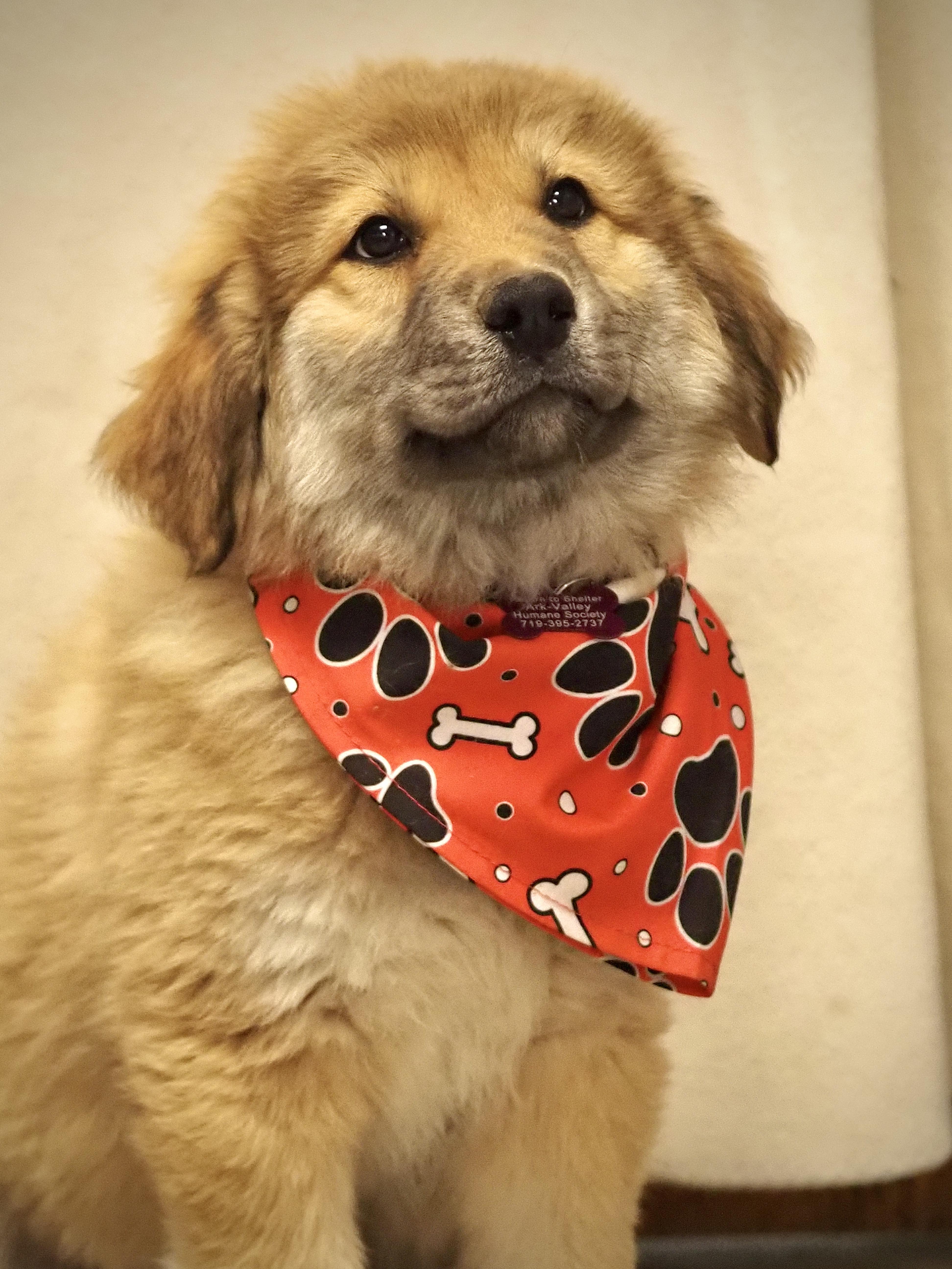 Enlarge Bingo, an adoptable mixed breed in Buena Vista, CO image 3/3