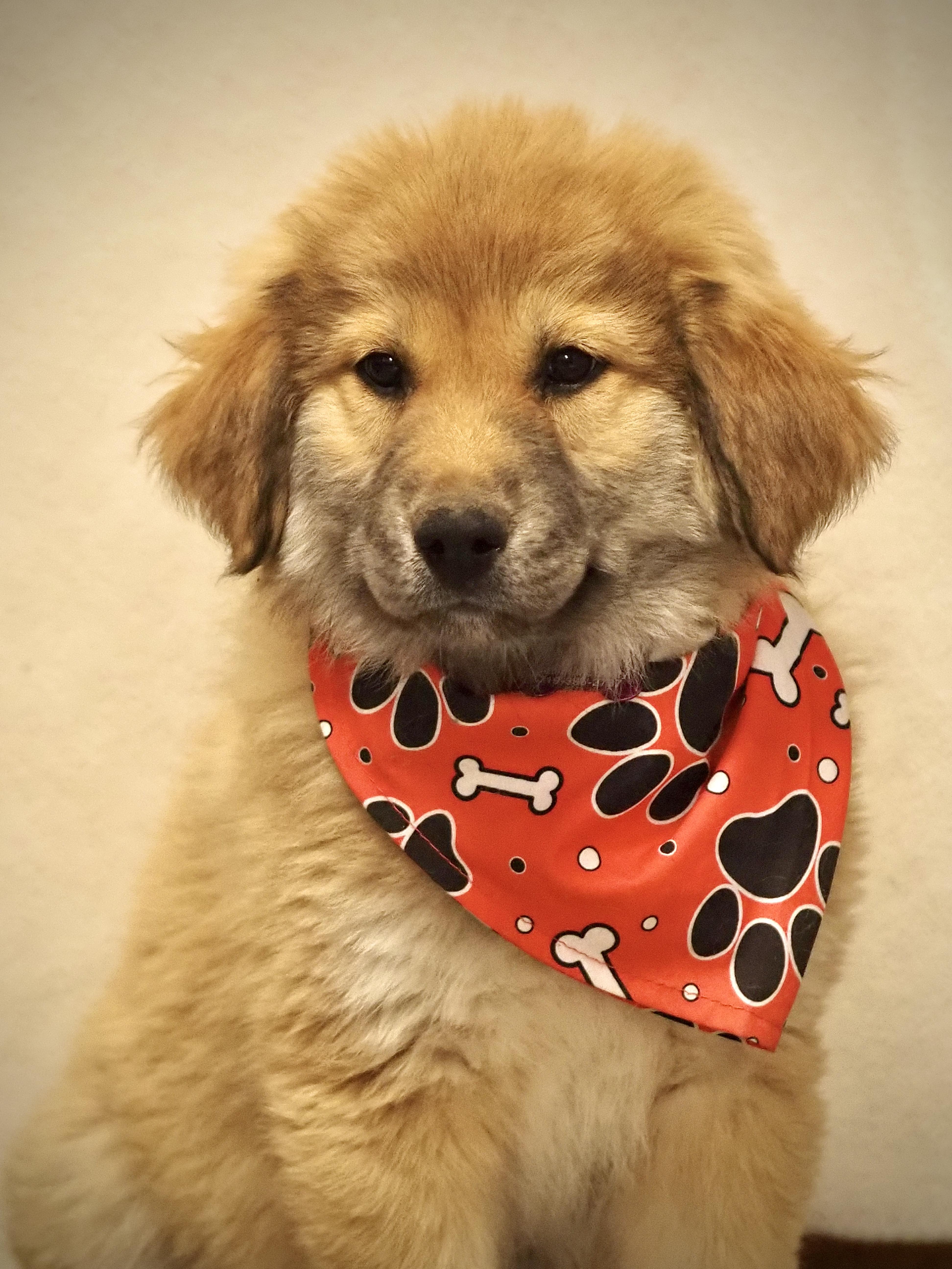 Enlarge Bingo, an adoptable mixed breed in Buena Vista, CO image 2/3