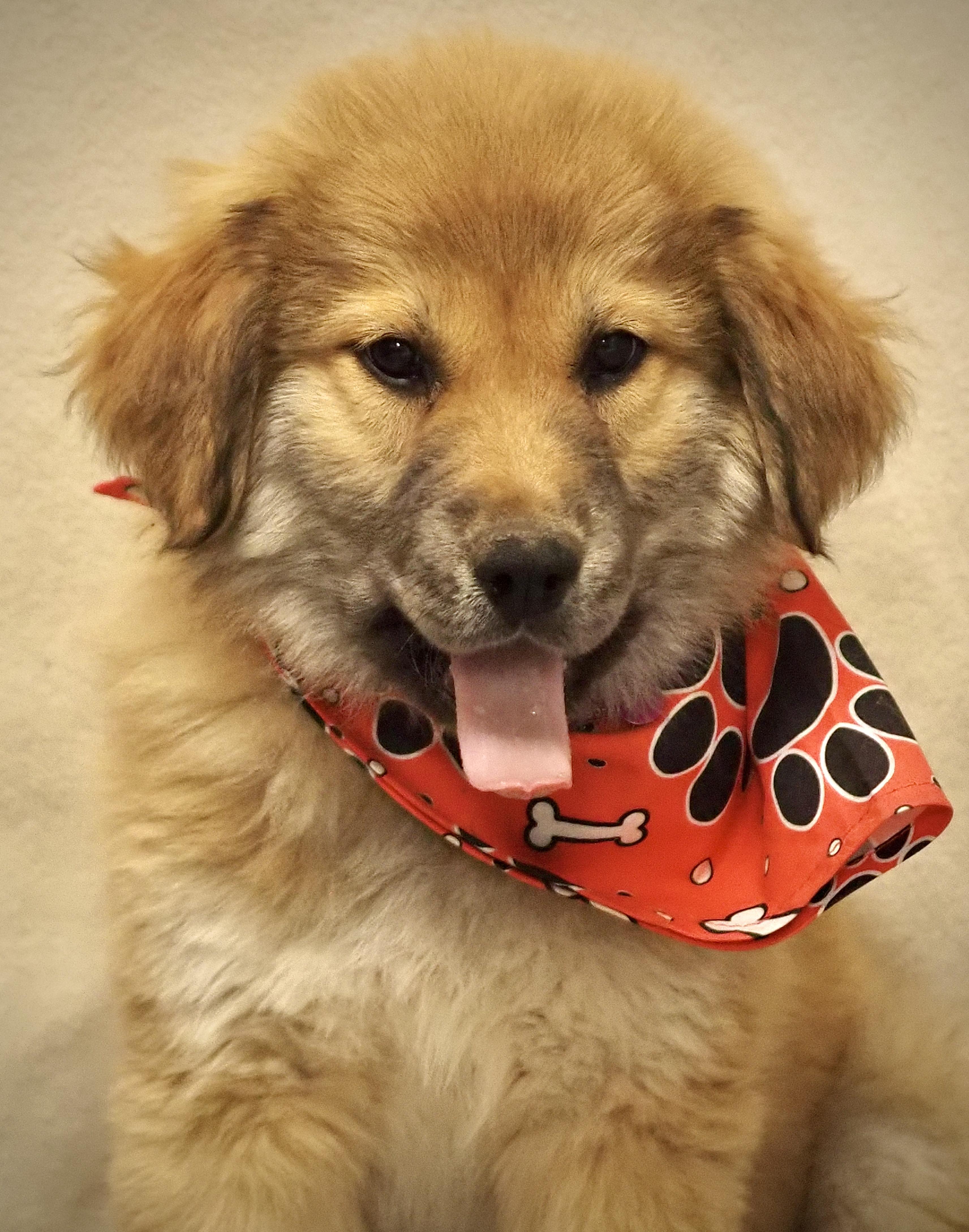 Bingo, adoptable, Puppy Female Great Pyrenees.