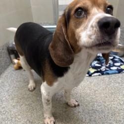 Luca (ID 46090), an adopted Beagle in Manassas, VA image 2/2