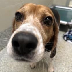 Luca (ID 46090), adopted, Young Male Beagle.