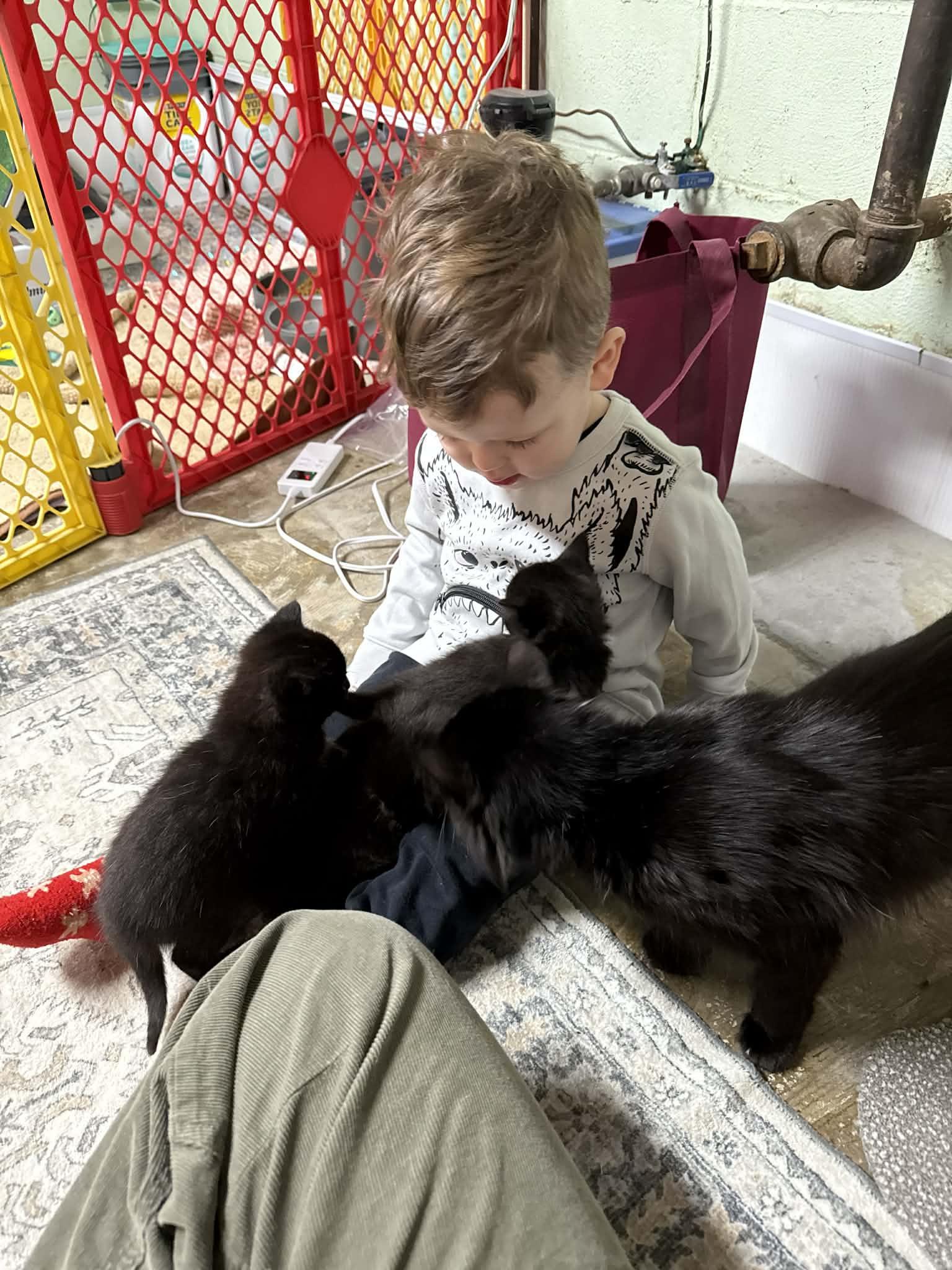 Enlarge Mocha , an adopted Domestic Short Hair in Elyria, OH image 3/4