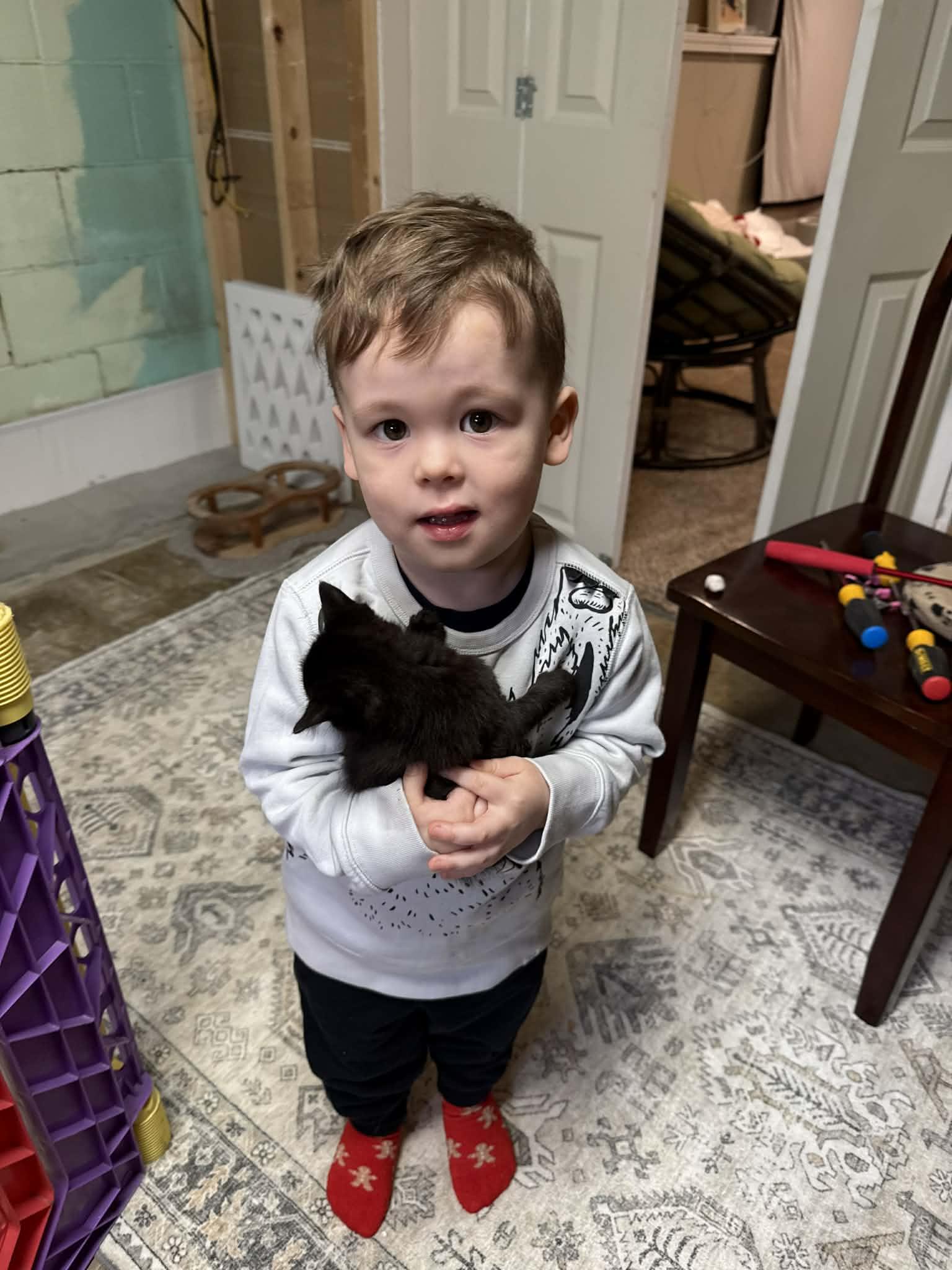 Enlarge Mocha , an adopted Domestic Short Hair in Elyria, OH image 2/4