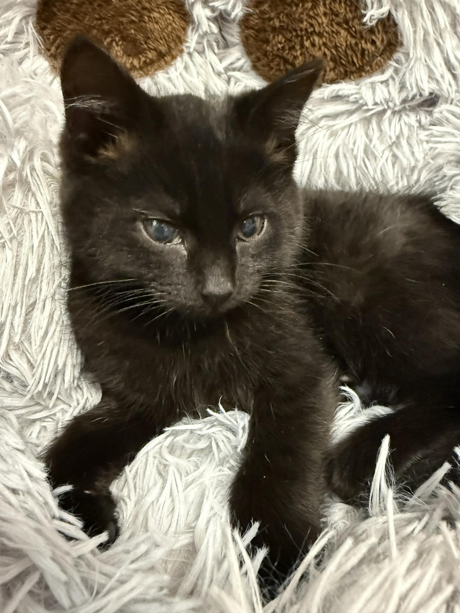 Enlarge Mocha , an adopted Domestic Short Hair in Elyria, OH image 1/4