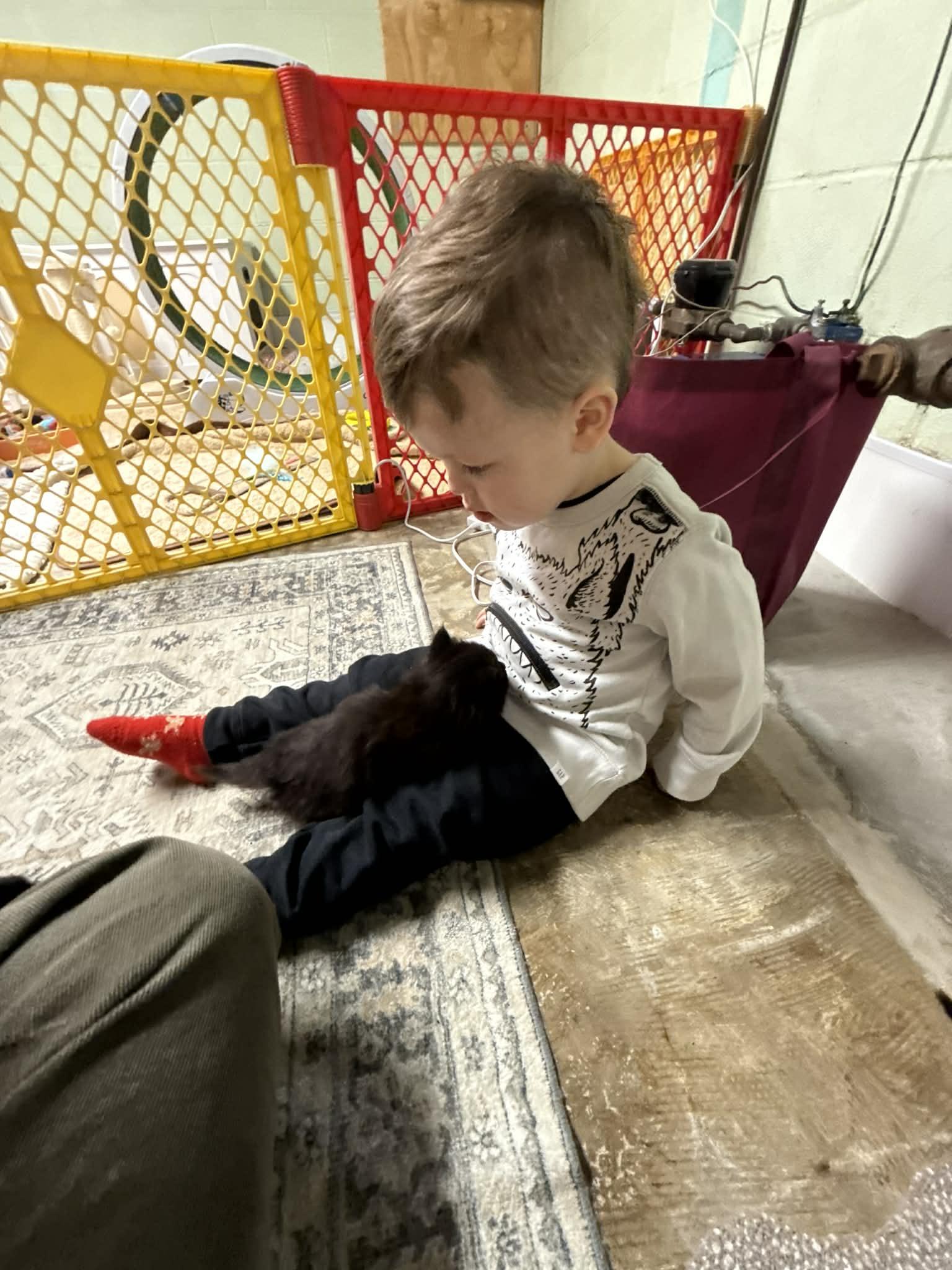 Enlarge Mocha , an adopted Domestic Short Hair in Elyria, OH image 4/4