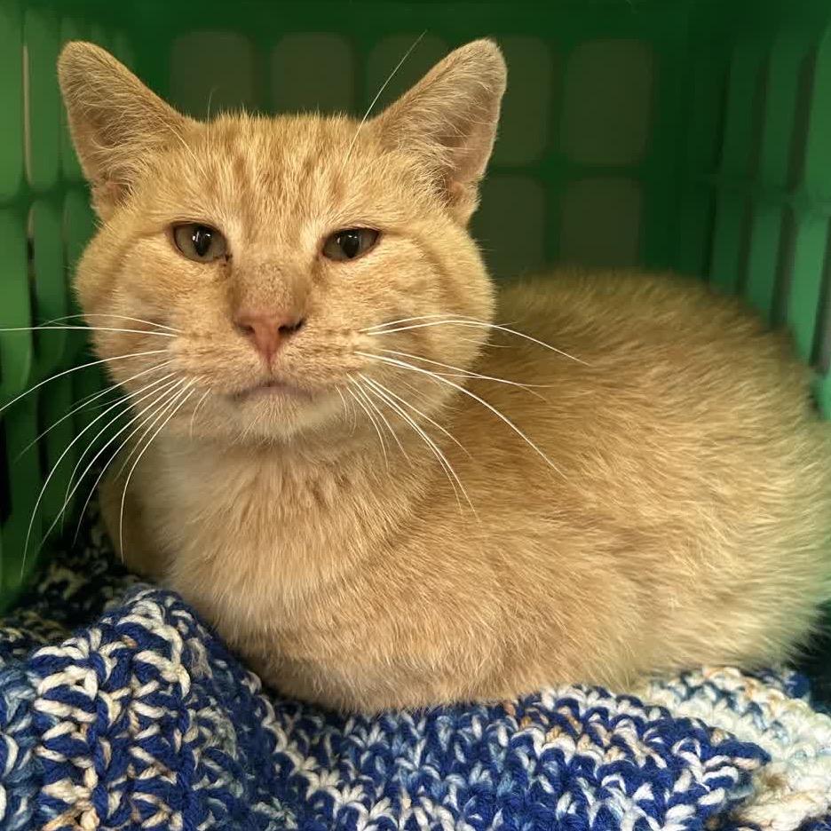 Ezra Ronald, Adoptable, Adult Male Domestic Short Hair.