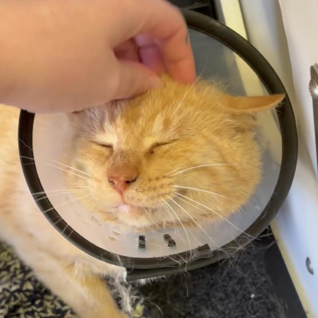 Enlarge Ezra Ronald, a Adoptable Domestic Short Hair in Norfolk, NE image 1/1