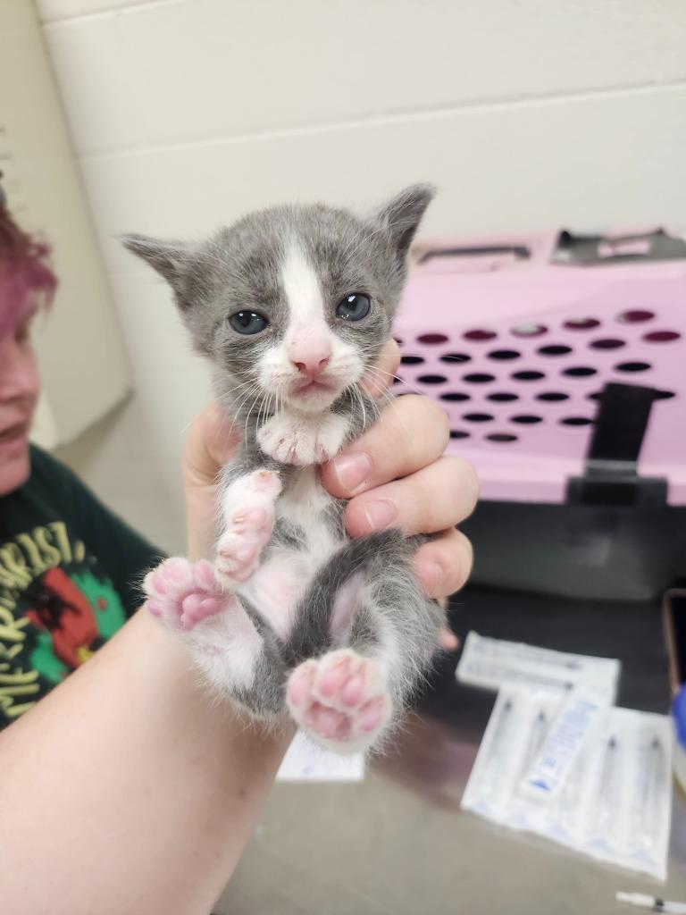 Emrys, a Adoptable mixed breed in Greeneville, TN image 2/2