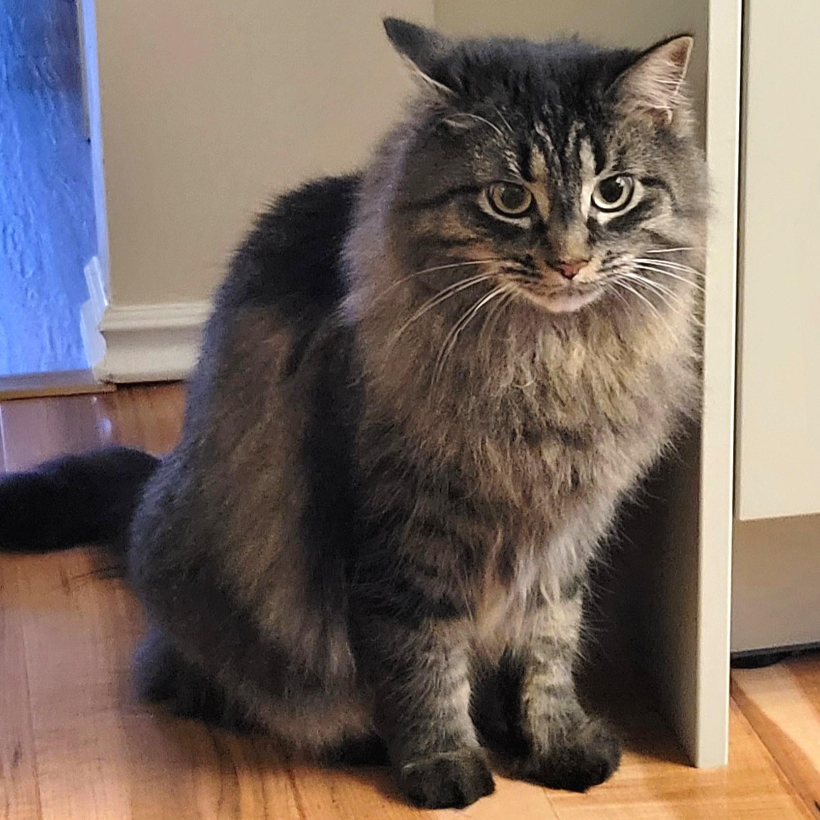 Enlarge Thea, a ADOPTABLE Domestic Medium Hair in Calgary, AB image 2/5