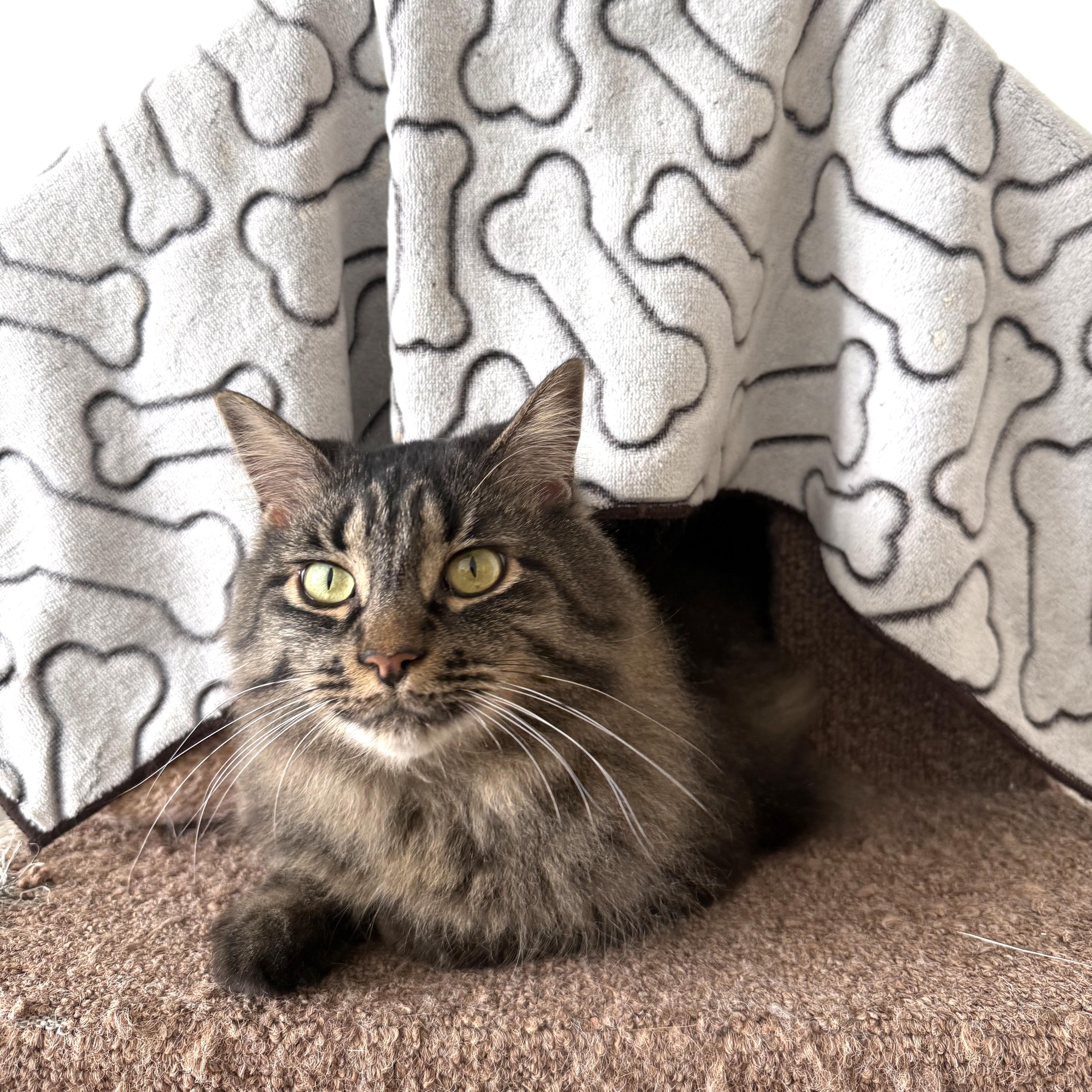 Thea, ADOPTABLE, Adult Female Domestic Medium Hair.