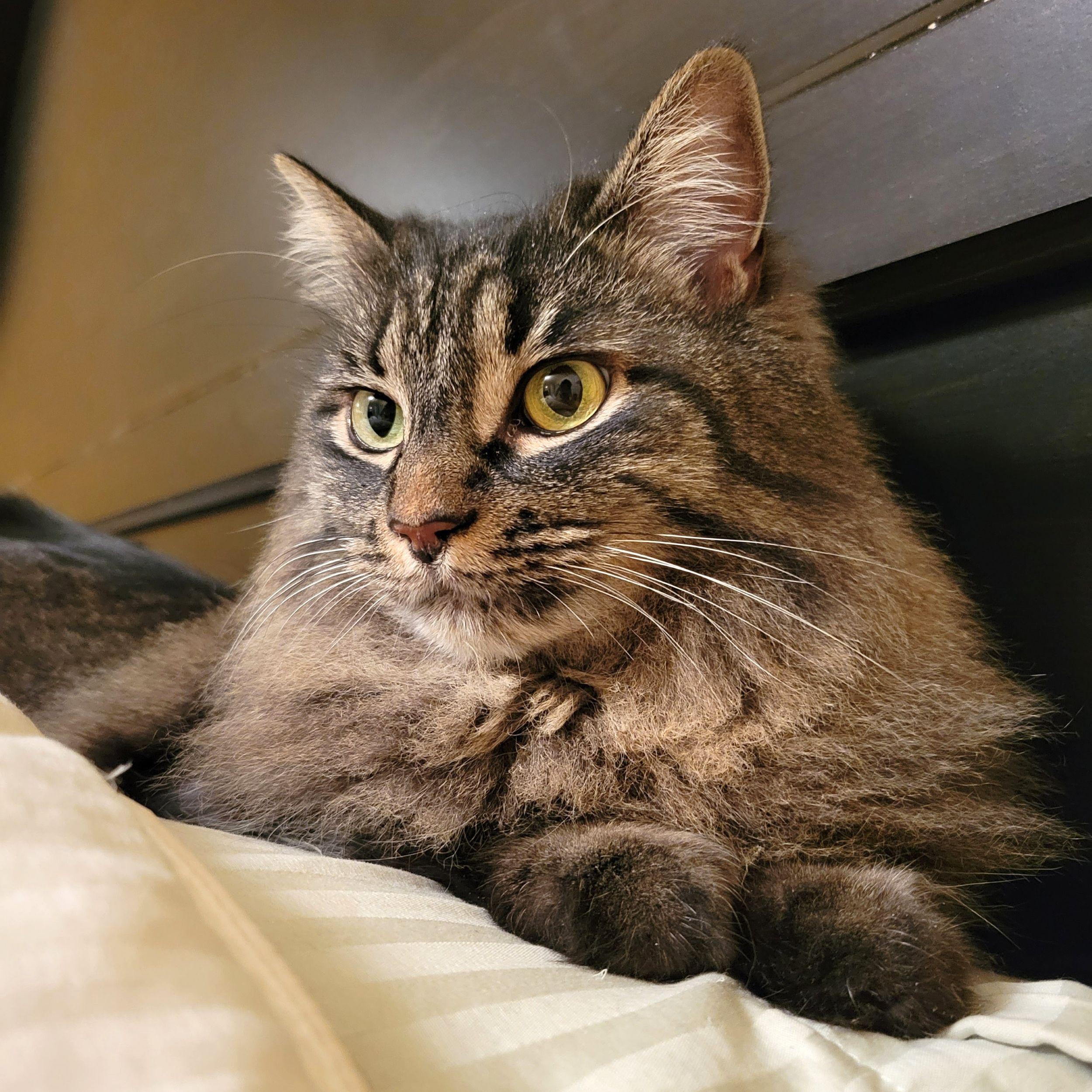 Thea, ADOPTABLE, Adult Female Domestic Medium Hair.