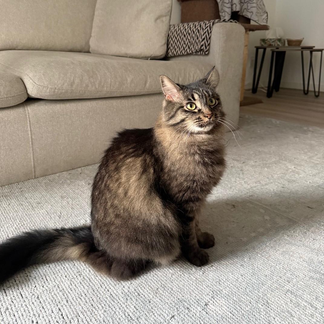 Thea, ADOPTABLE, Adult Female Domestic Medium Hair.