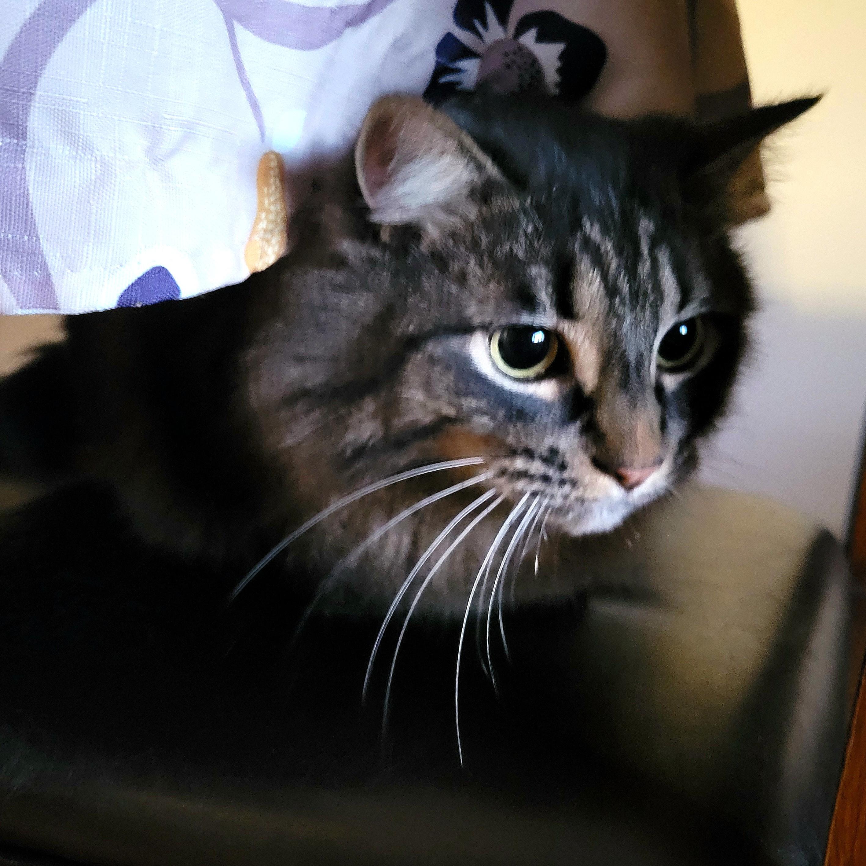 Enlarge Thea, a ADOPTABLE Domestic Medium Hair in Calgary, AB image 4/5