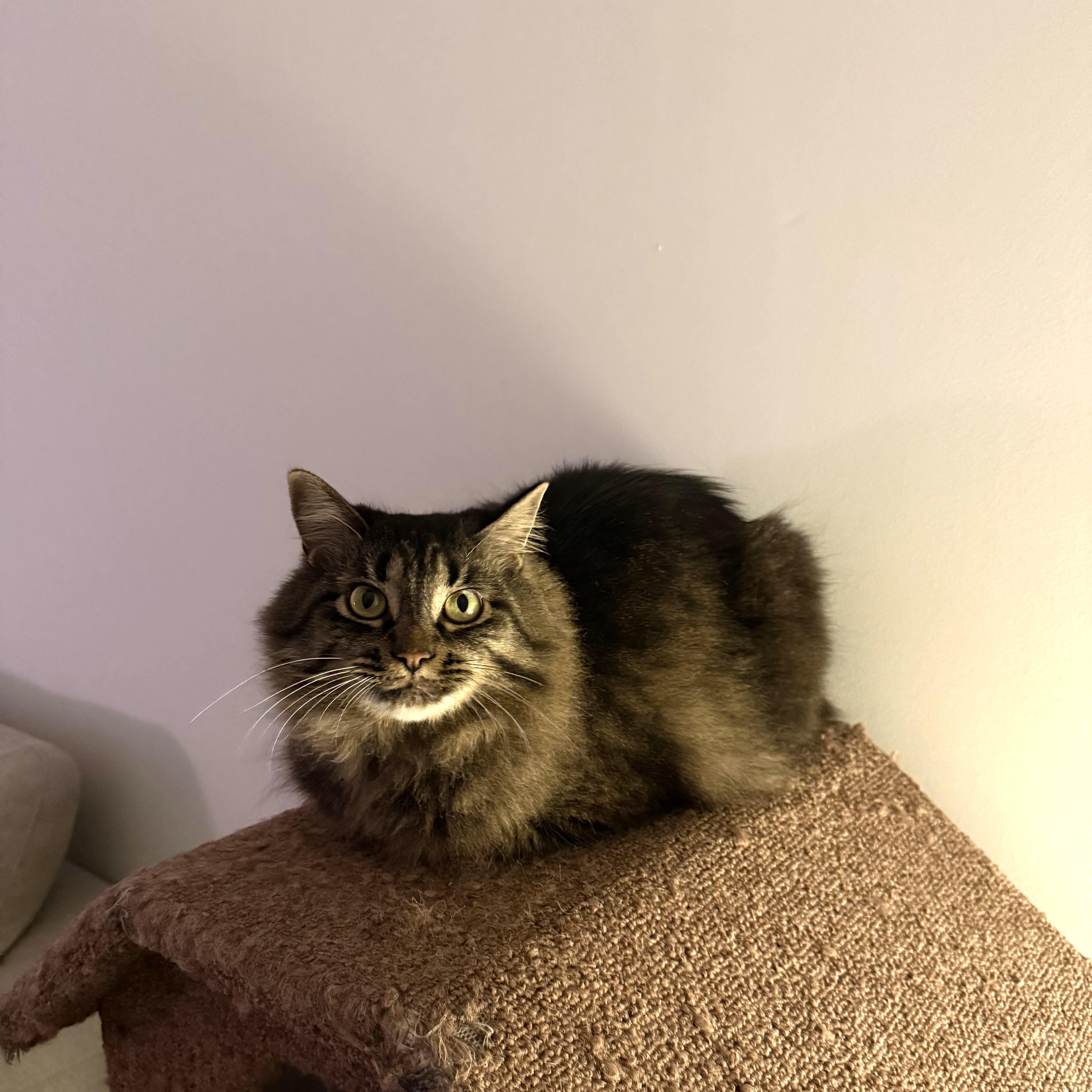 Enlarge Thea, a ADOPTABLE Domestic Medium Hair in Calgary, AB image 4/6