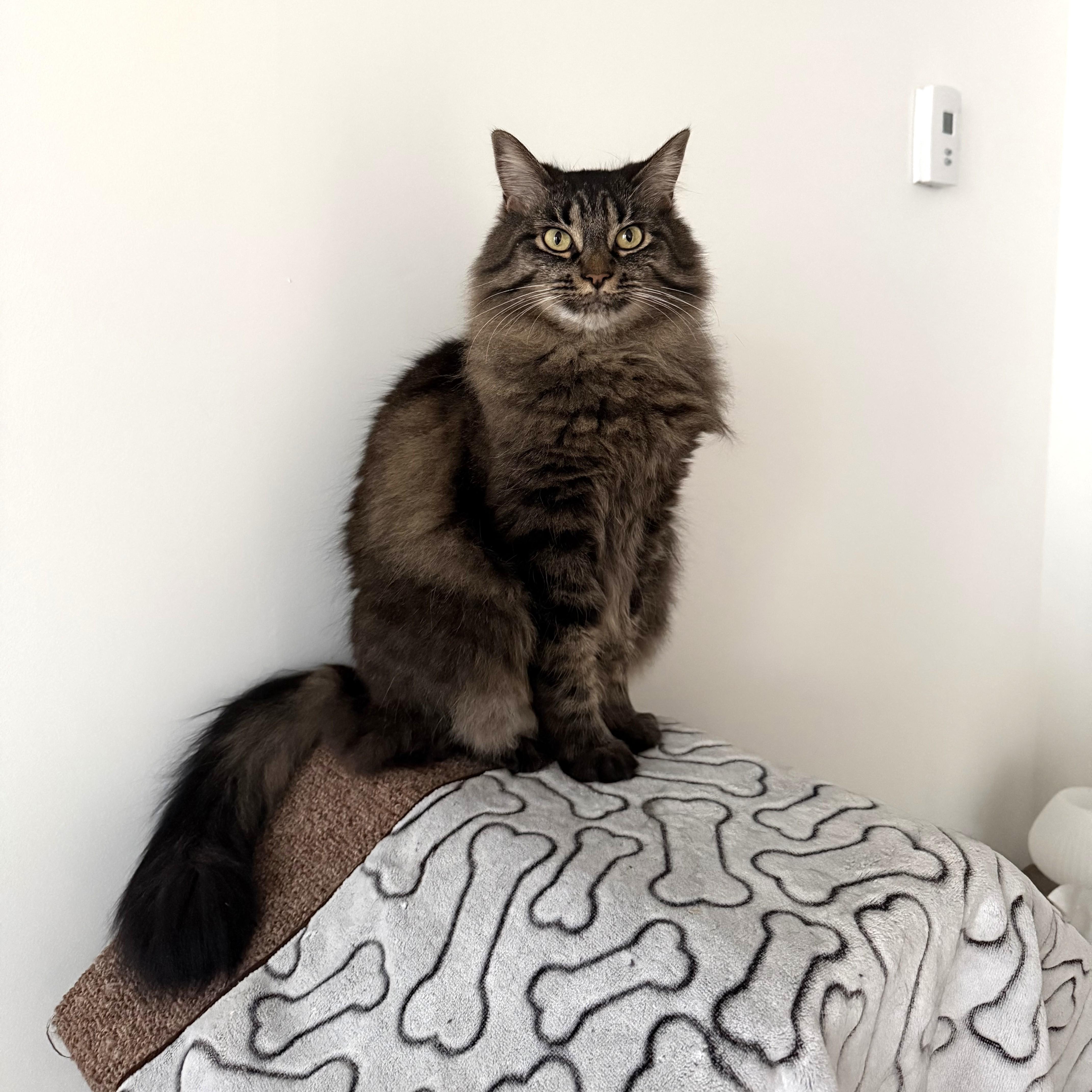 Enlarge Thea, a ADOPTABLE Domestic Medium Hair in Calgary, AB image 5/6