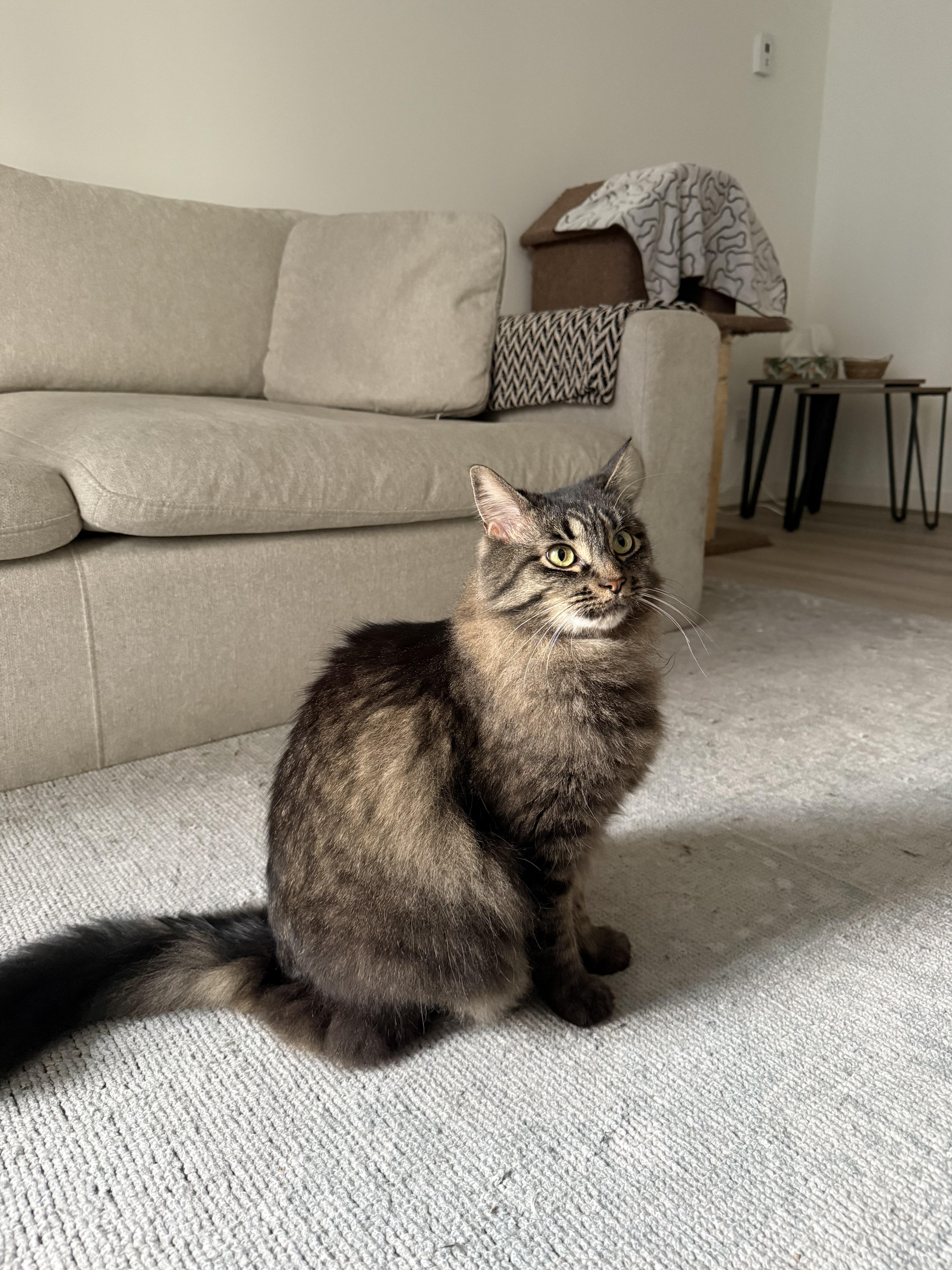 Enlarge Thea, a ADOPTABLE Domestic Medium Hair in Calgary, AB image 3/6