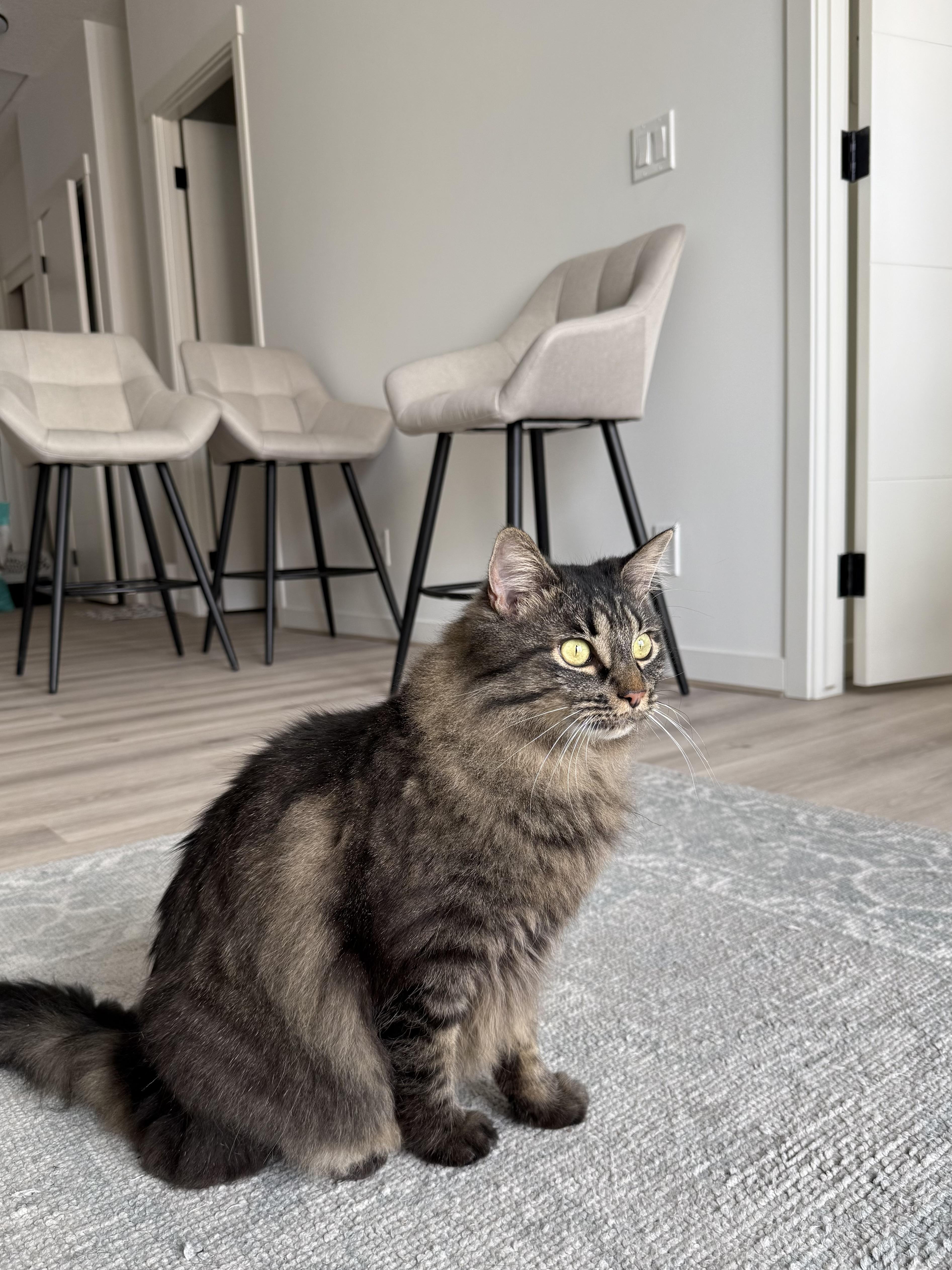 Enlarge Thea, a ADOPTABLE Domestic Medium Hair in Calgary, AB image 6/6