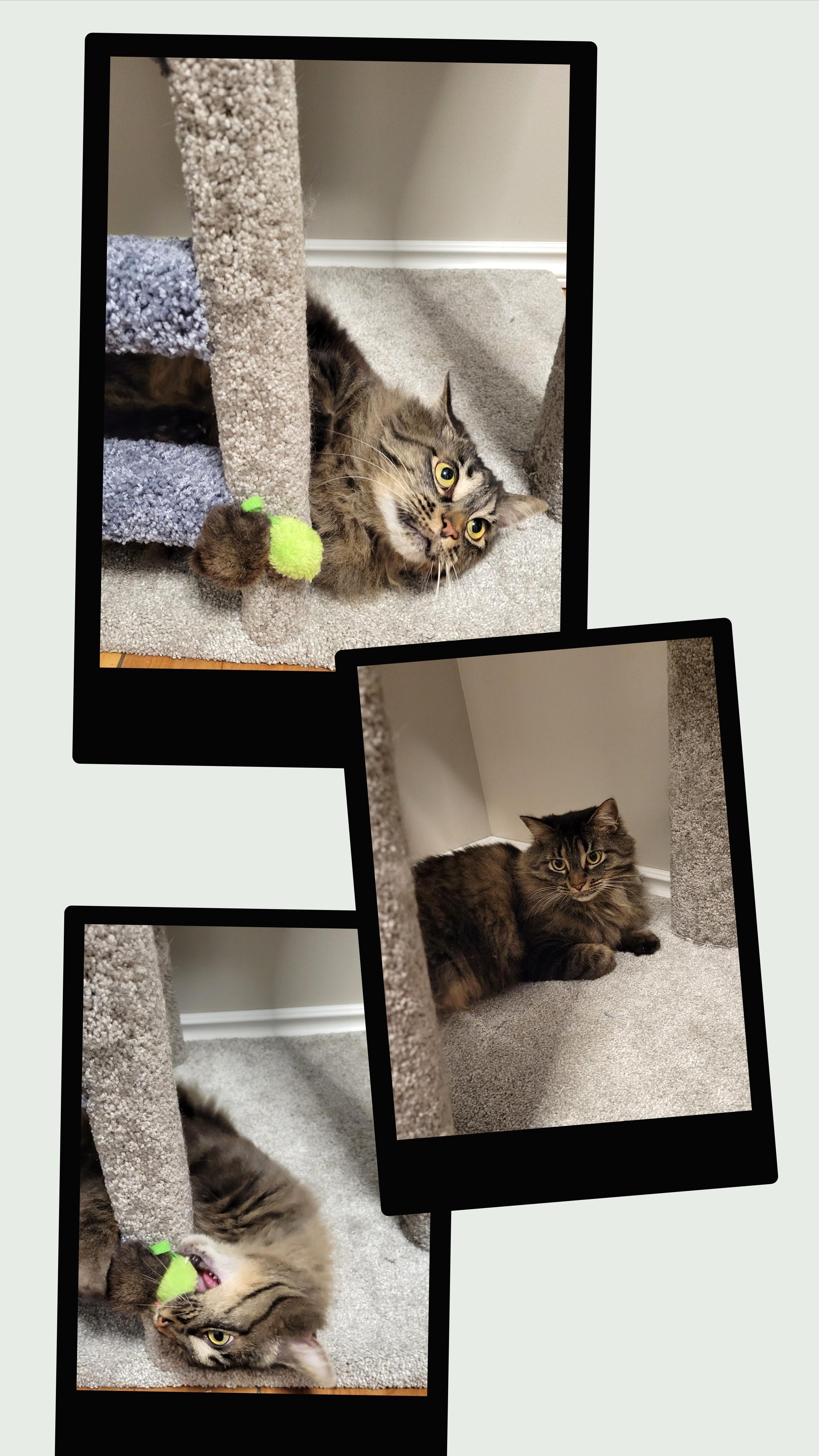 Thea, a ADOPTABLE Domestic Medium Hair in Calgary, AB image 2/6