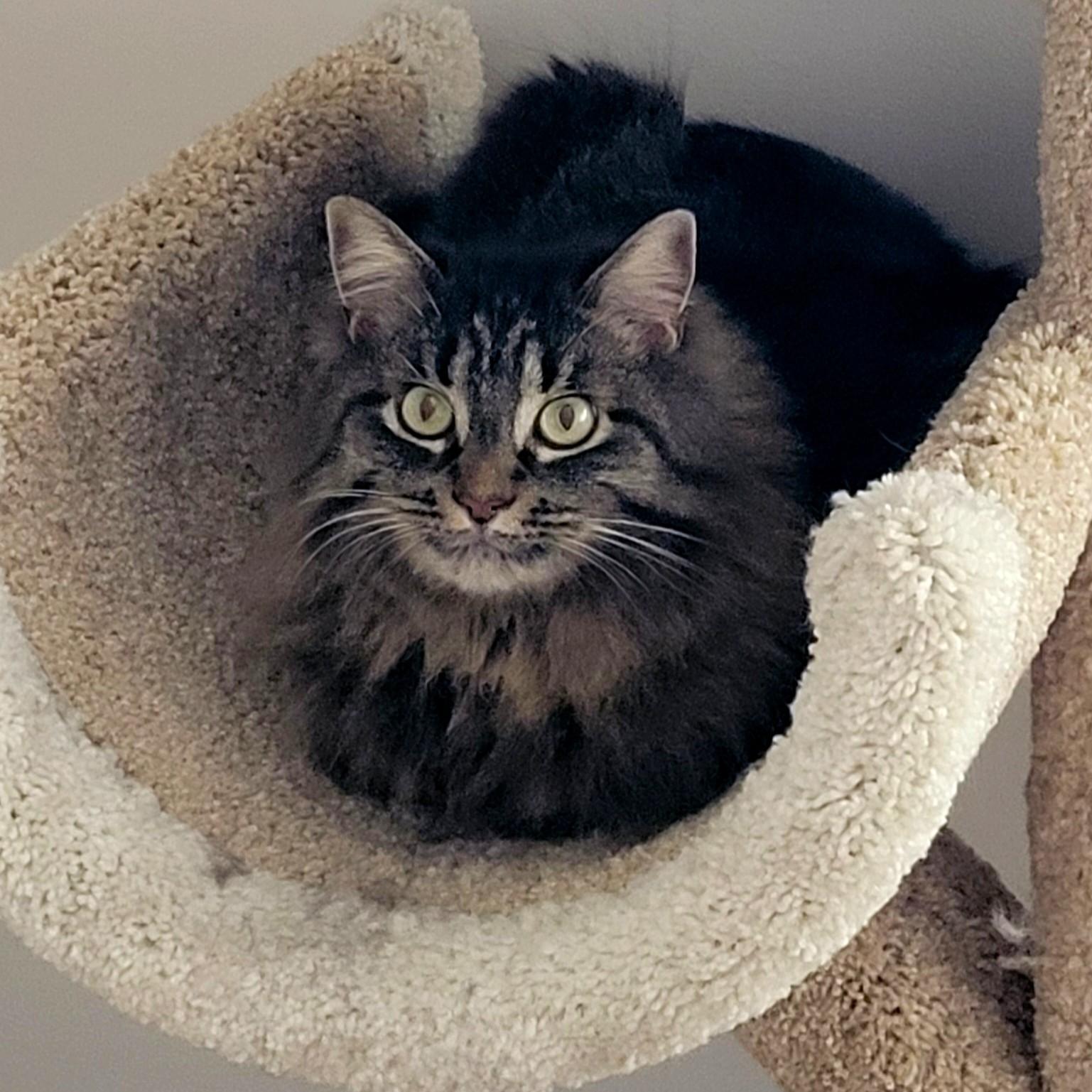 Enlarge Thea, a ADOPTABLE Domestic Medium Hair in Calgary, AB image 5/5