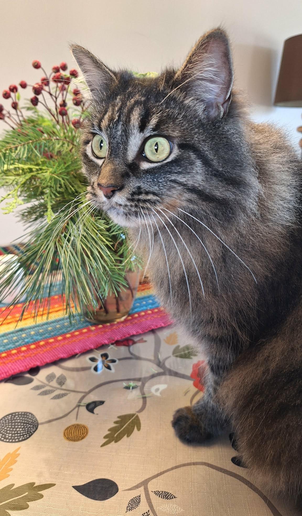 Enlarge Thea, a ADOPTABLE Domestic Medium Hair in Calgary, AB image 3/5