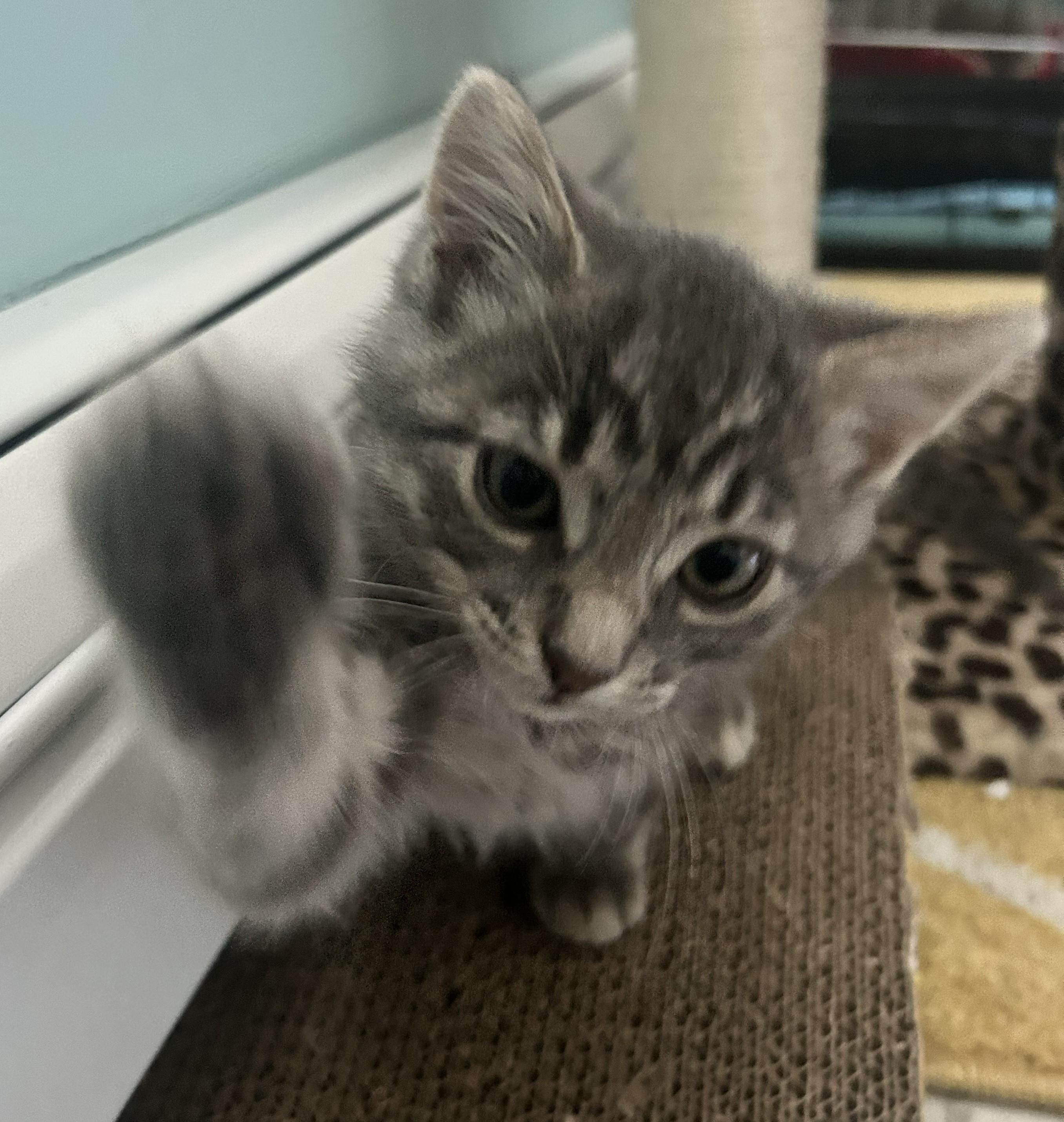 Daffy, Adoptable, Kitten Female Domestic Short Hair.
