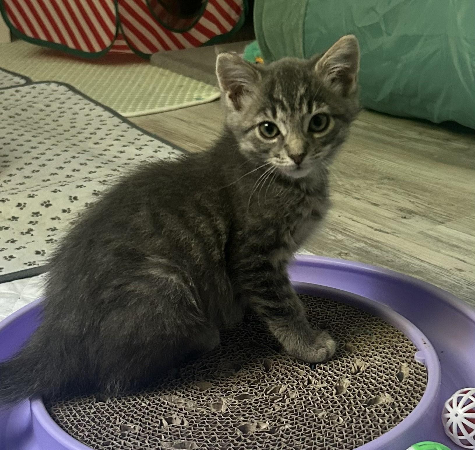 Enlarge Daffy, a Adoptable mixed breed in Carsonville, MI image 2/2