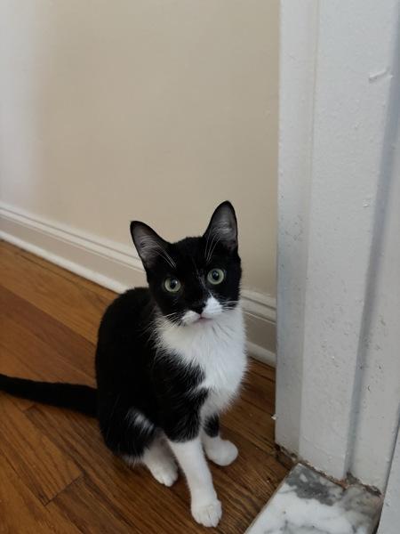 Wish, Adoptable, Adult Female Domestic Short Hair.