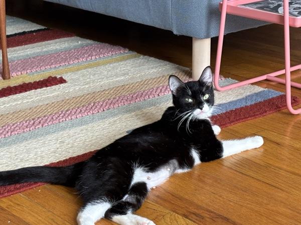 Enlarge Wish, a Adoptable mixed breed in New York, NY image 2/6