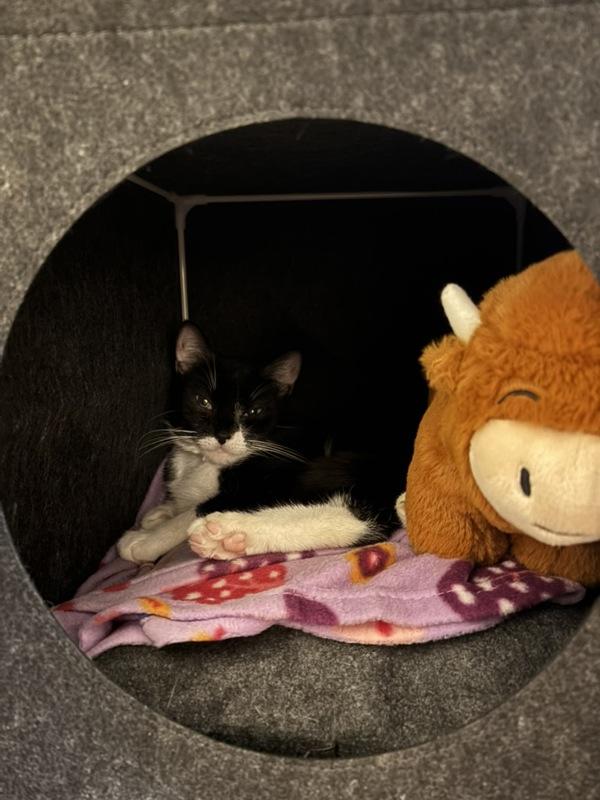 Enlarge Wish, a Adoptable mixed breed in New York, NY image 4/6