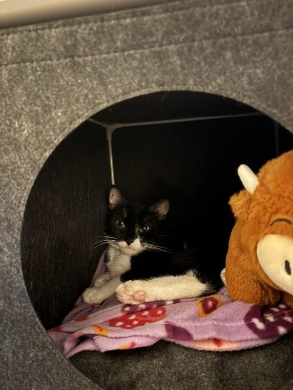 Enlarge Wish, a Adoptable mixed breed in New York, NY image 5/6