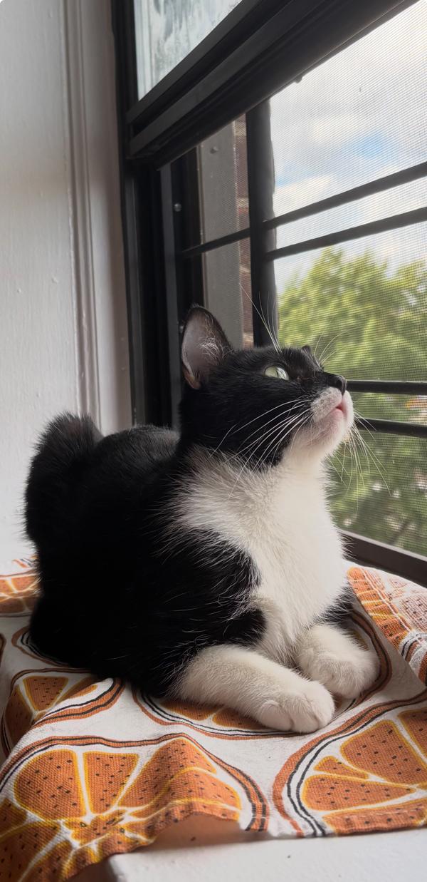 Enlarge Wish, a Adoptable mixed breed in New York, NY image 6/6