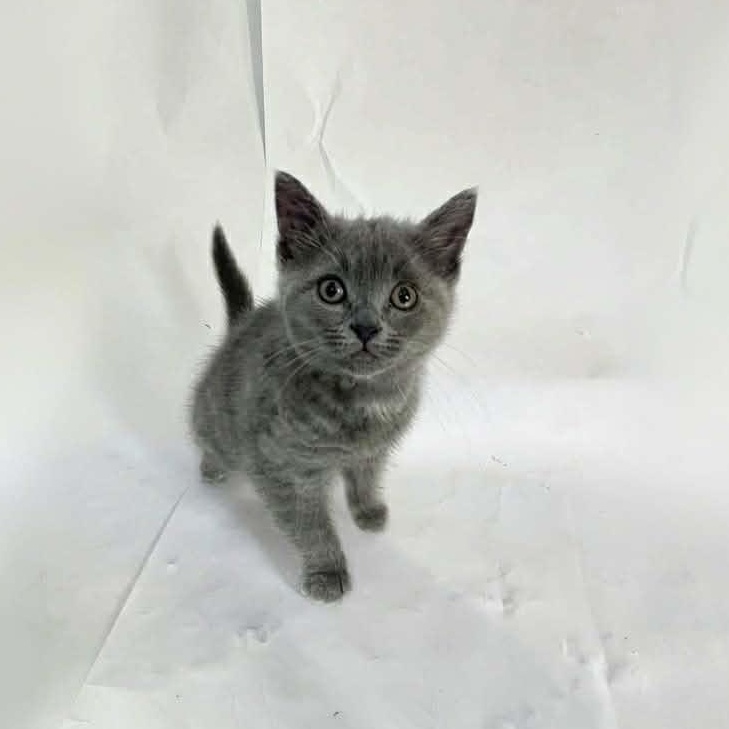 Enlarge ANGELO, a ADOPTABLE Domestic Short Hair in Tillsonburg, ON image 1/1