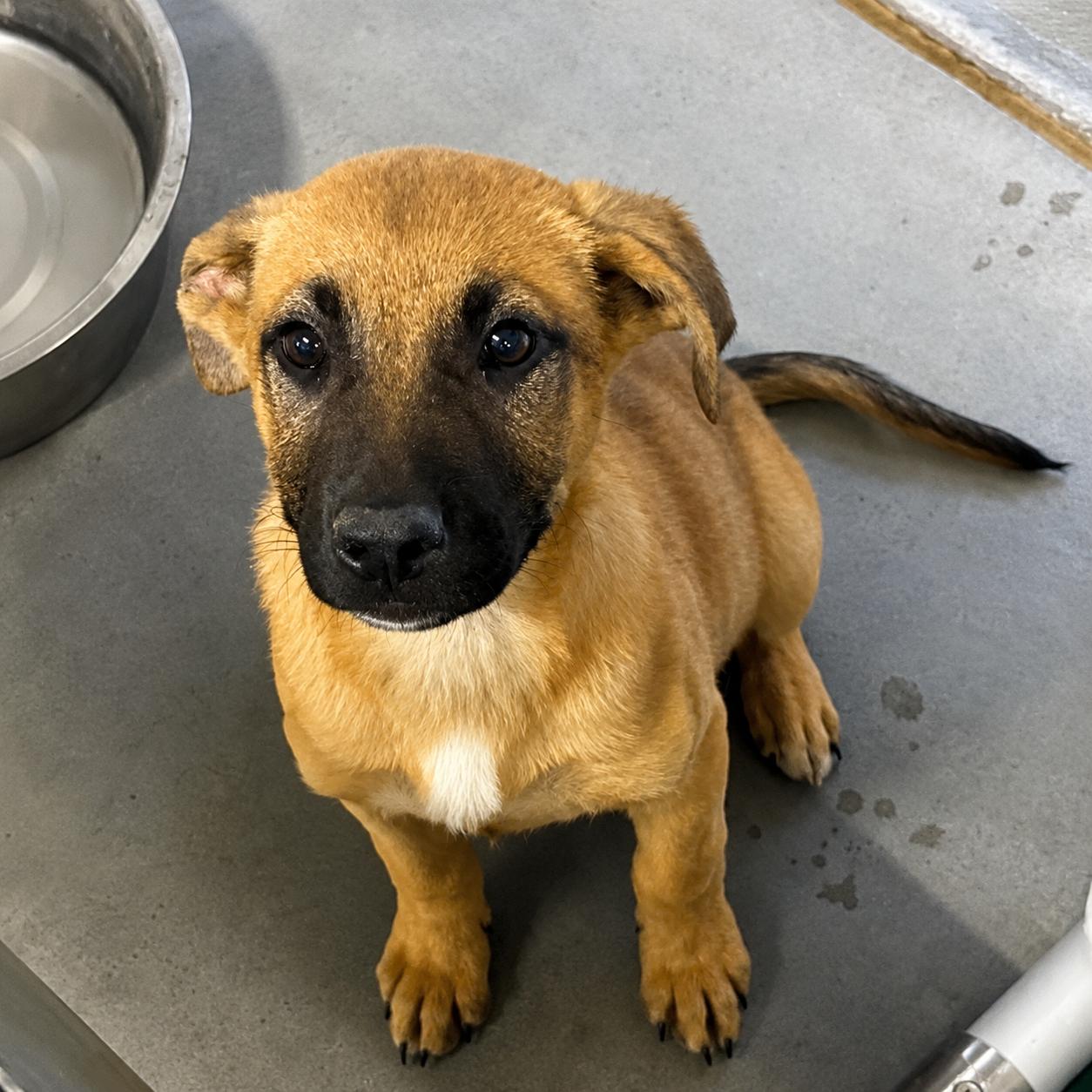 Pea, a ADOPTABLE mixed breed in Copiague, NY image 2/2