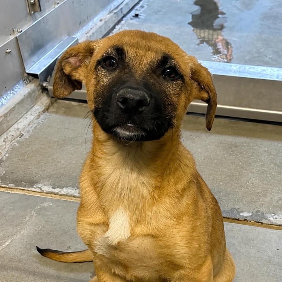 Pea, a ADOPTABLE mixed breed in Copiague, NY image 1/2