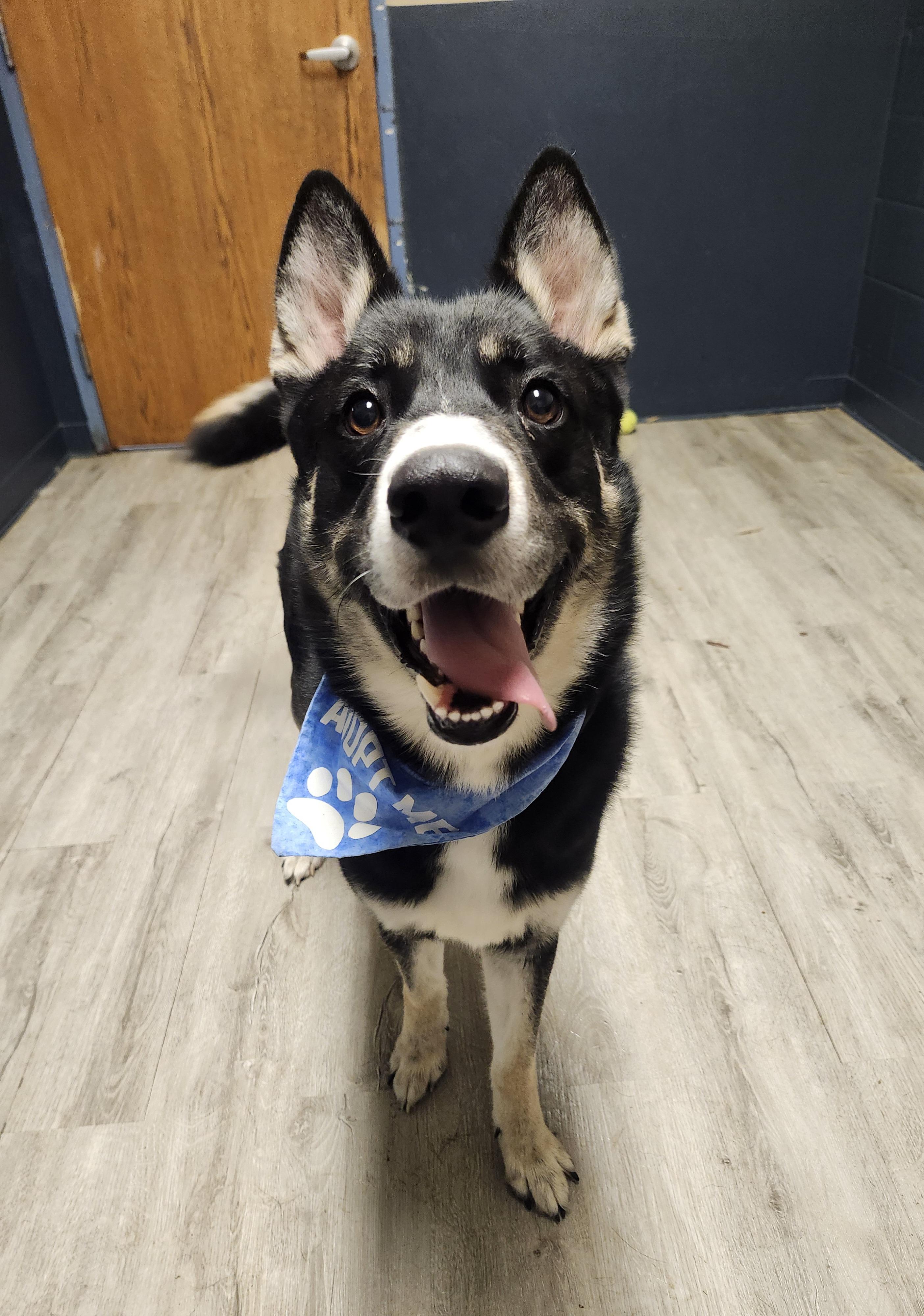 Enlarge Doflein, an adopted mixed breed in Mansfield, OH image 4/4