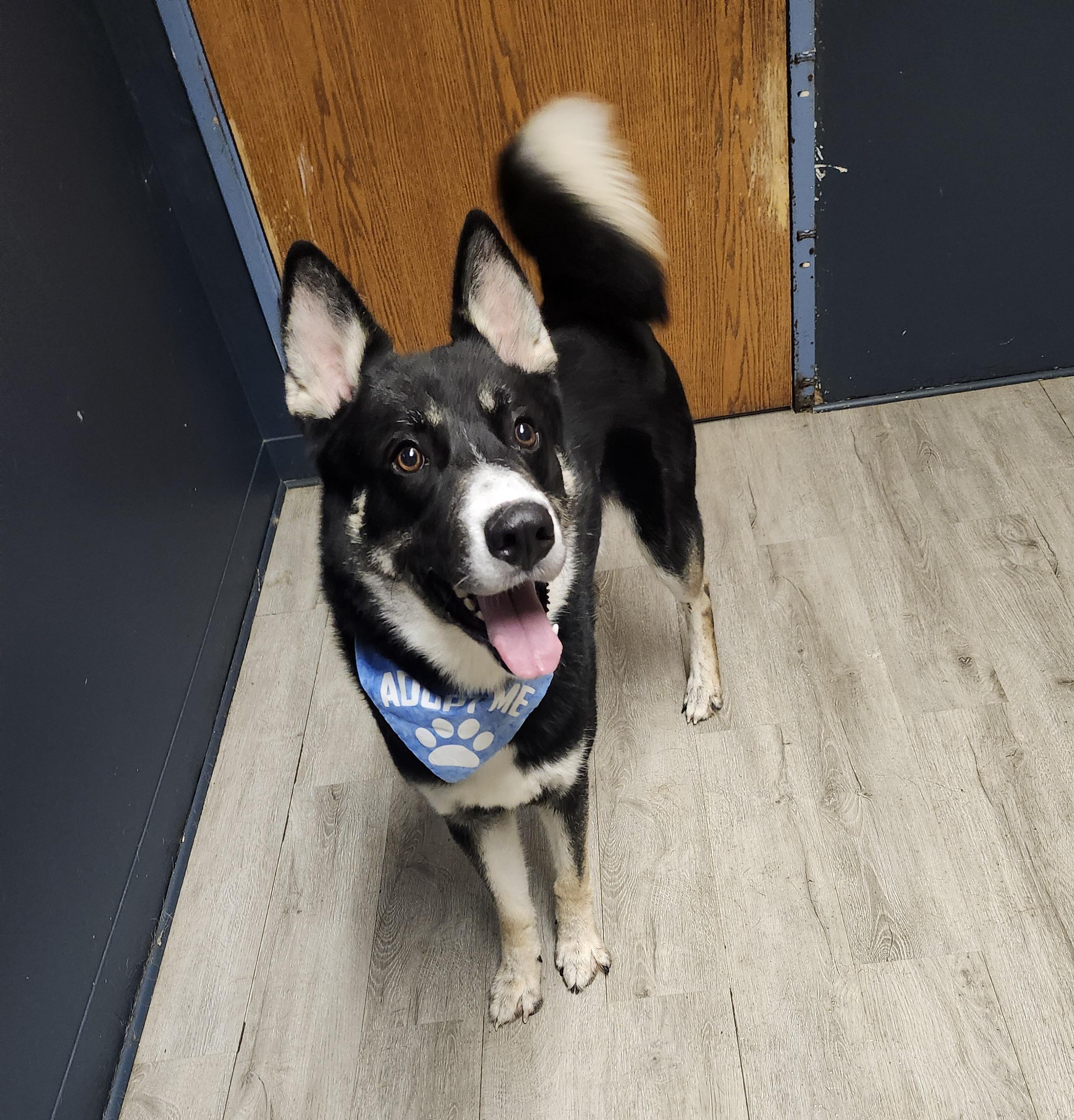 Enlarge Doflein, an adopted mixed breed in Mansfield, OH image 3/4