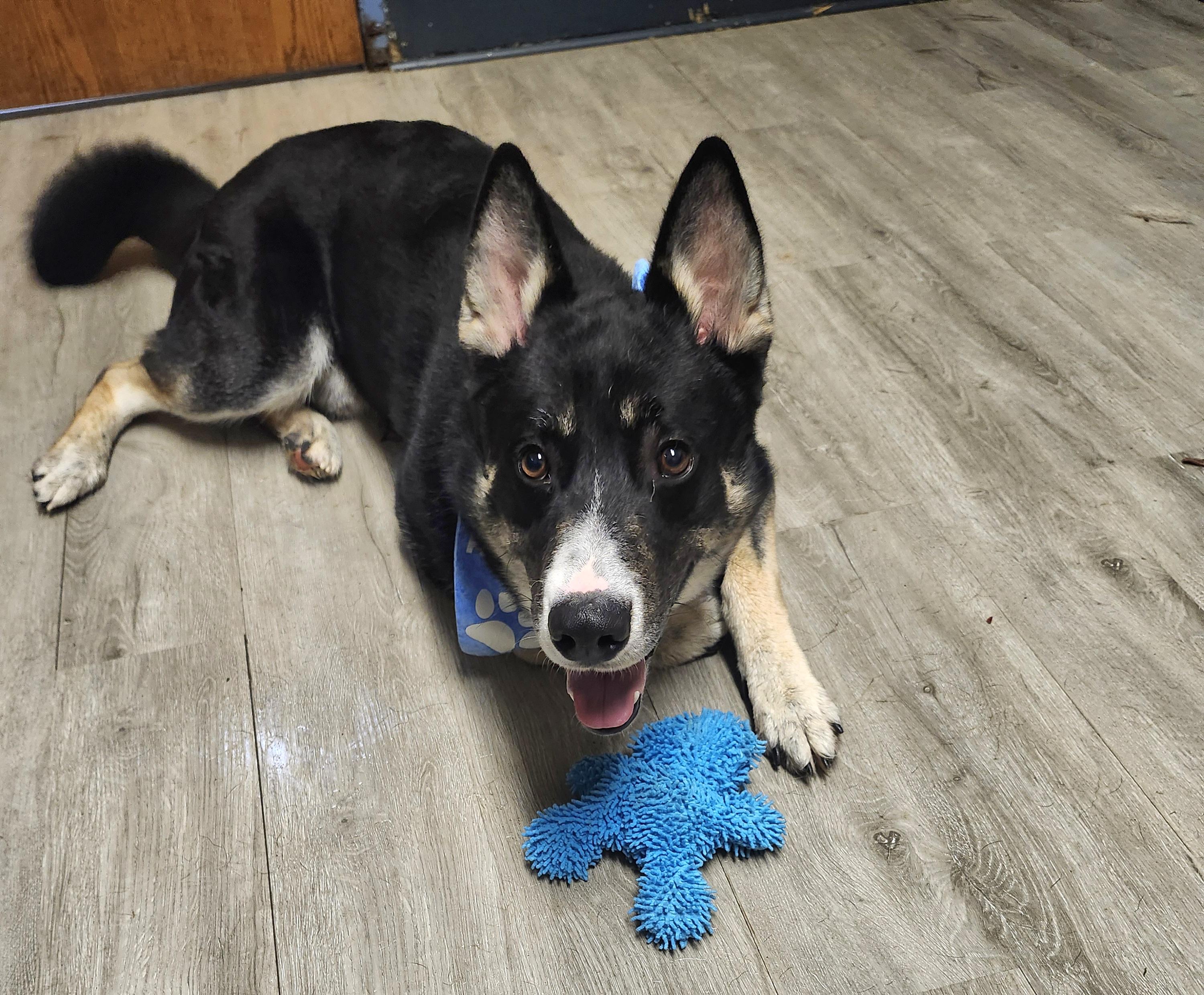 Enlarge Doflein, an adopted mixed breed in Mansfield, OH image 2/4