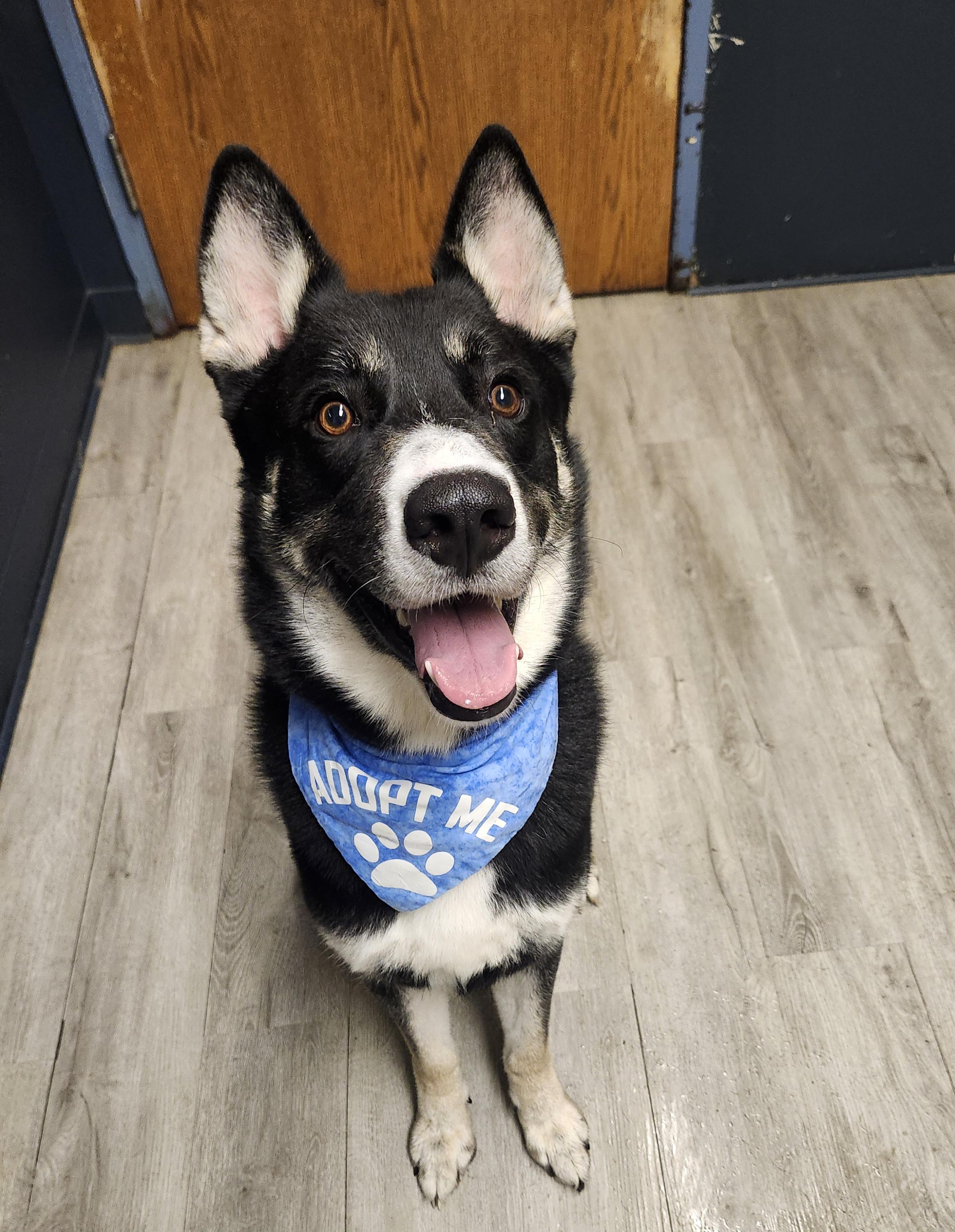 Doflein, adopted, Young Male Shepherd.