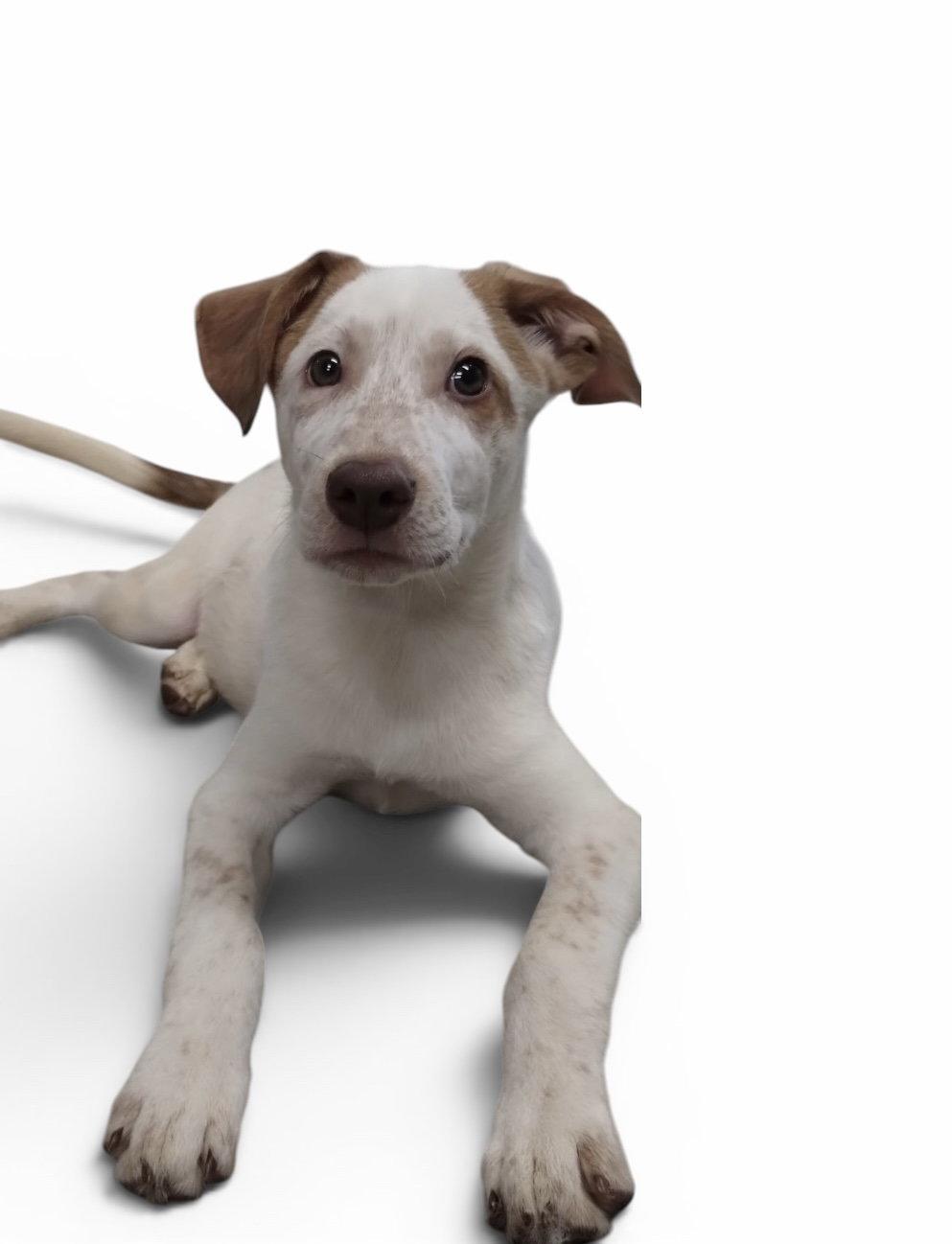 Dominick, Adoptable, Puppy Male Shepherd.
