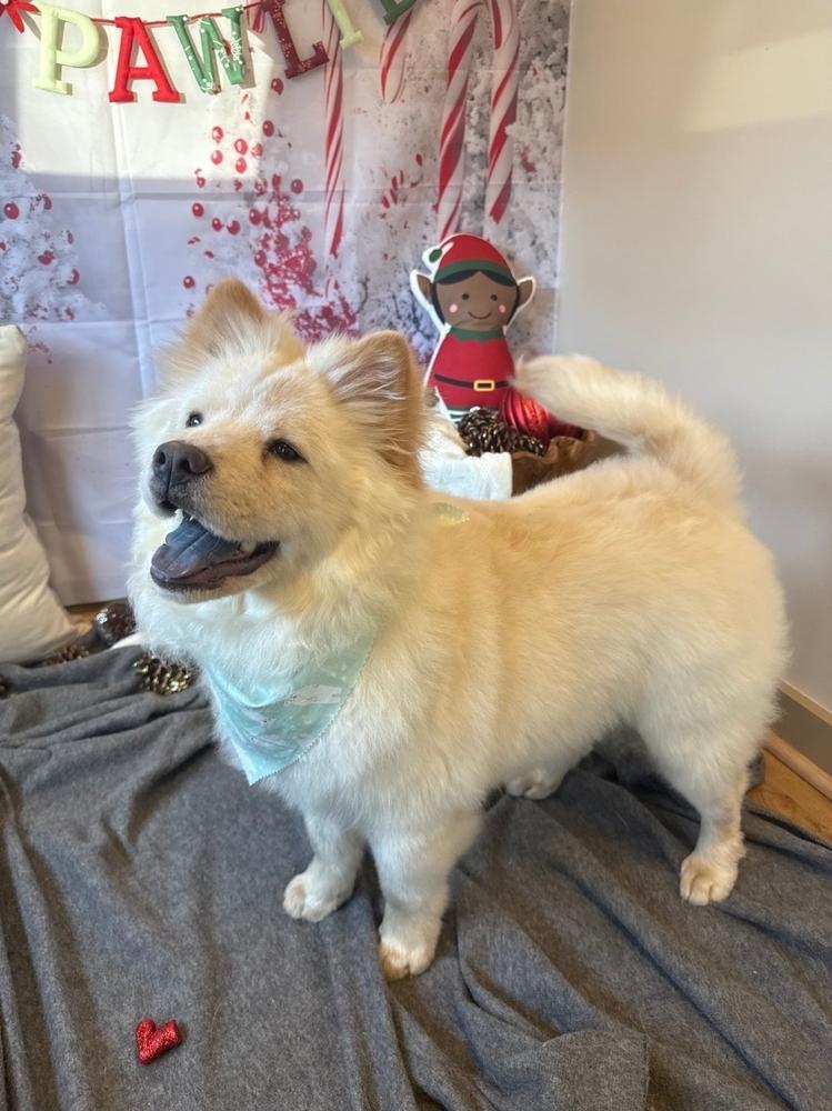 Redington, Adoptable, Puppy Male Chow Chow.