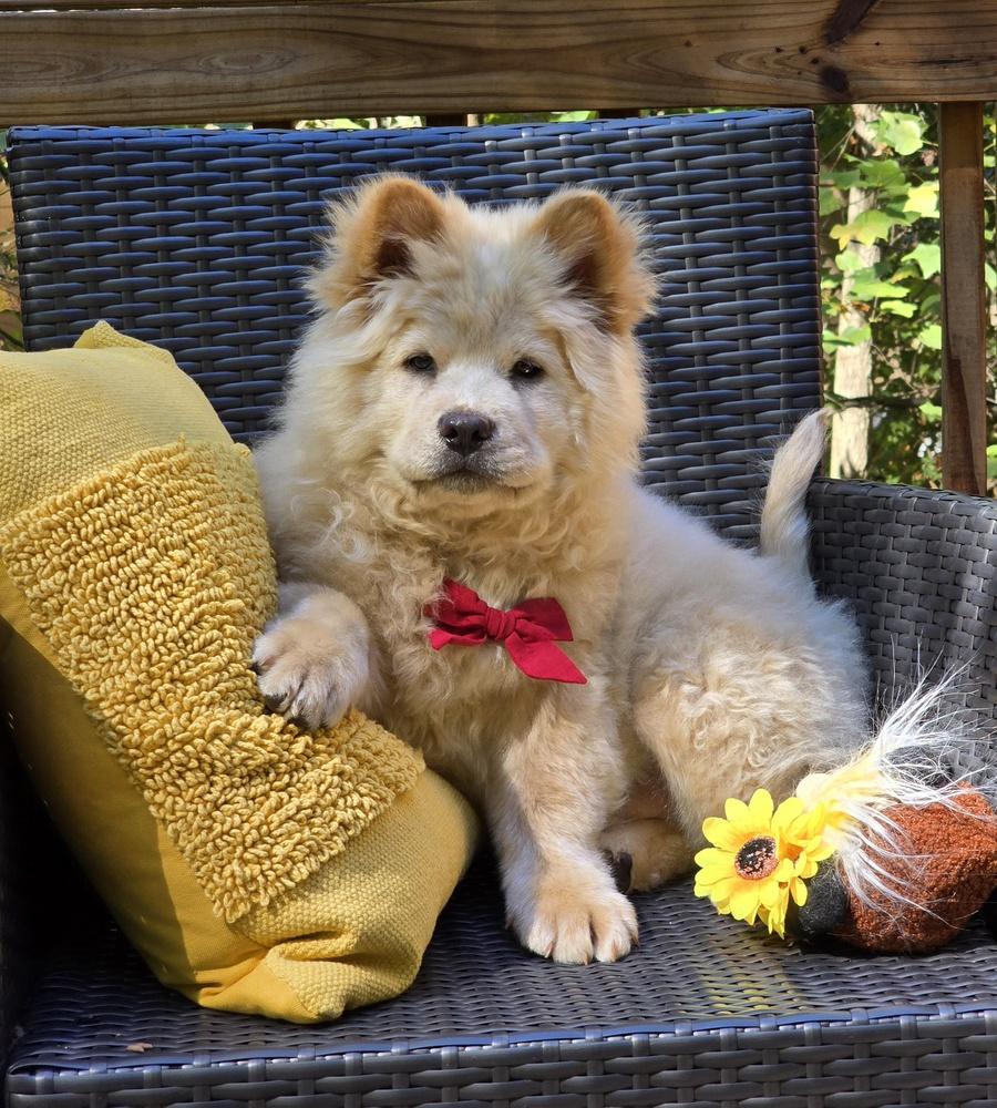 Enlarge Redington, a Adoptable Chow Chow in Kennesaw, GA image 2/2
