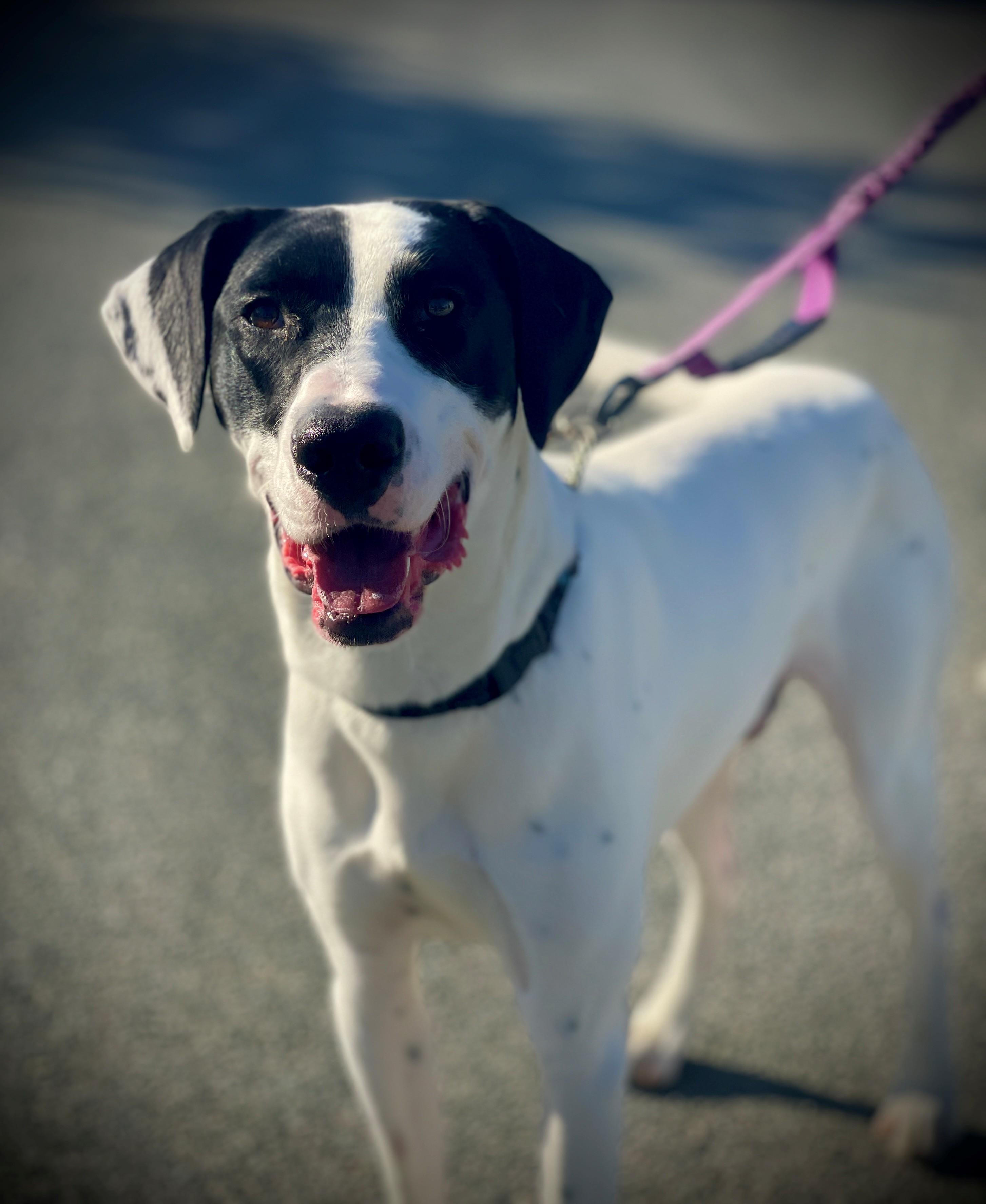 Bumper A061077, Adoptable, Young Male Pointer.
