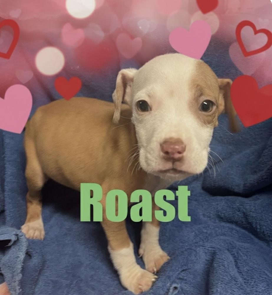 Roast