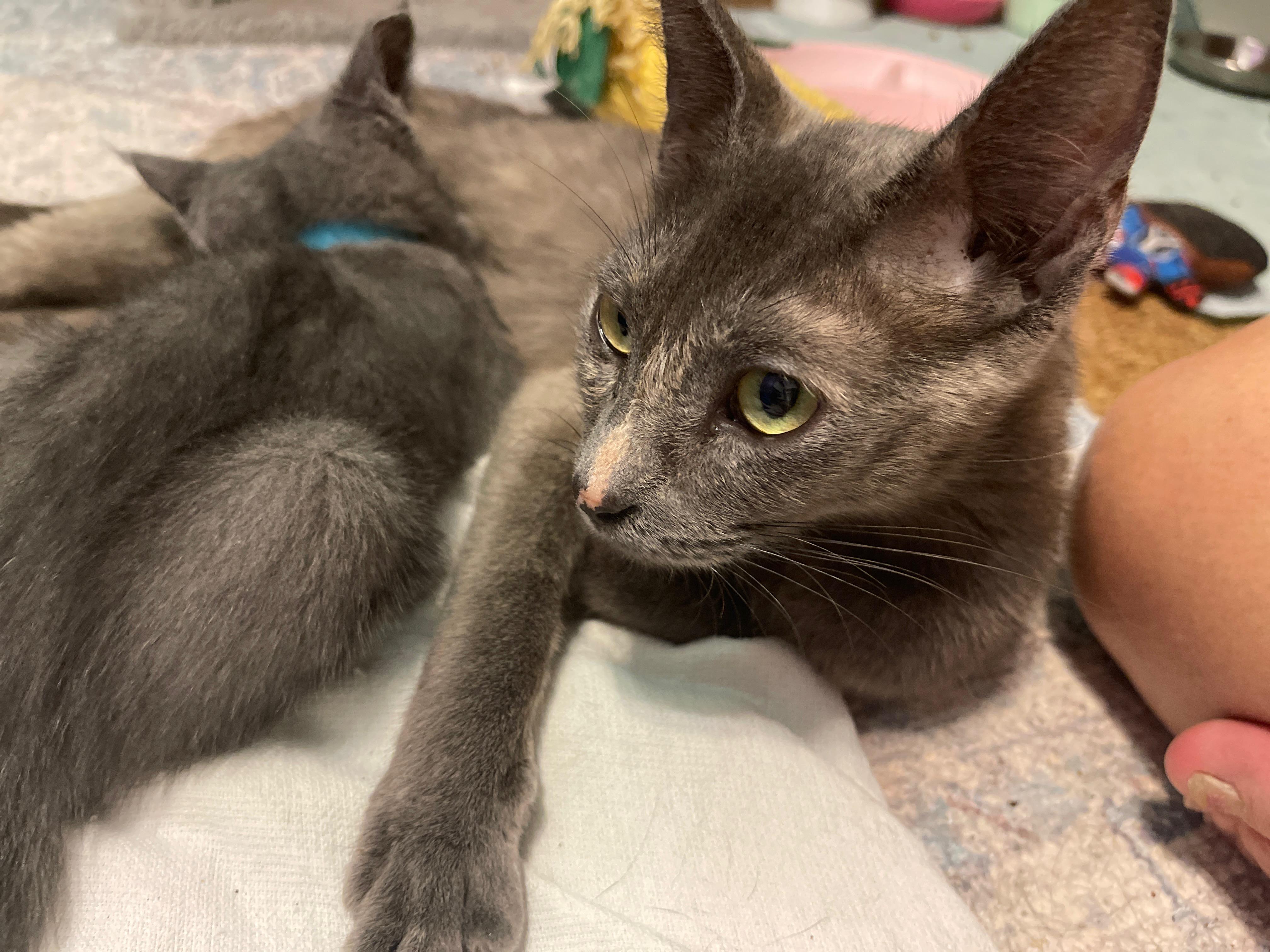 Enlarge Dr. Christina Yang, a Adoptable Domestic Short Hair in Intercession city , FL image 3/3