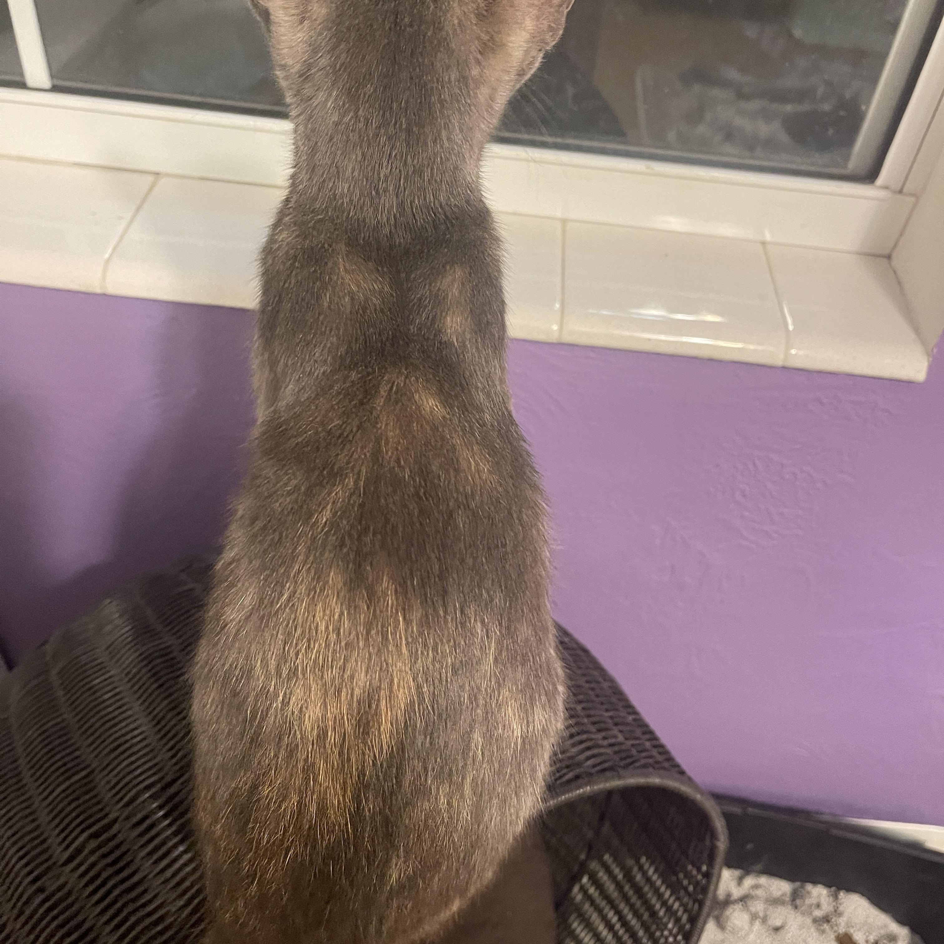 Enlarge Dr. Christina Yang, a Adoptable Domestic Short Hair in Intercession city , FL image 2/3