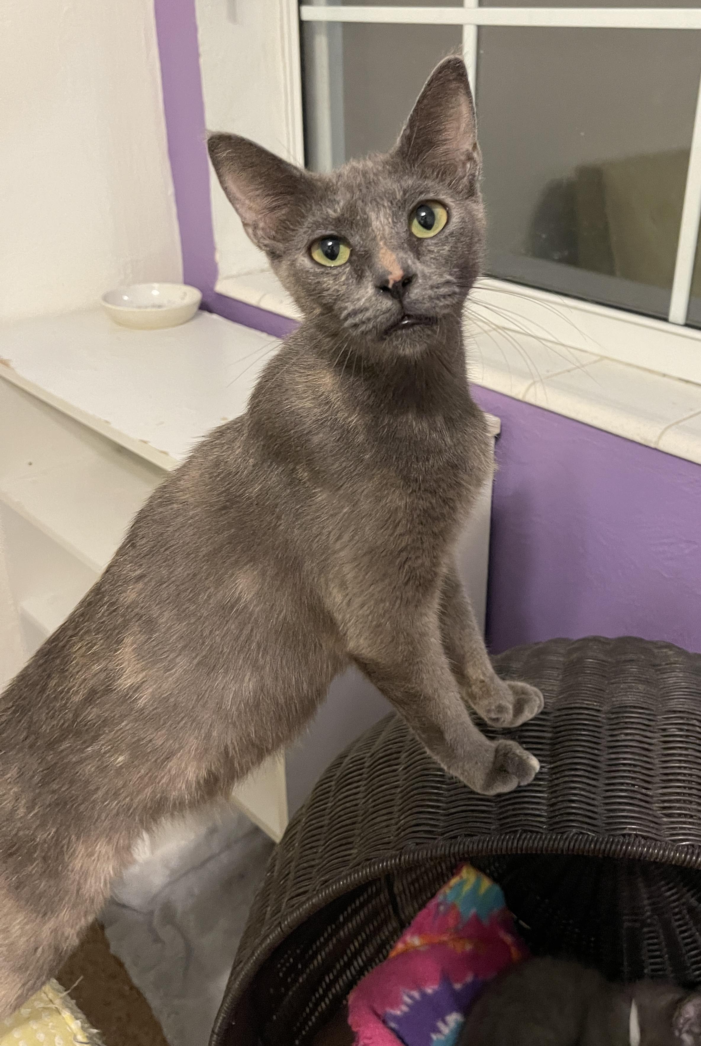 Enlarge Dr. Christina Yang, a Adoptable Domestic Short Hair in Intercession city , FL image 1/3